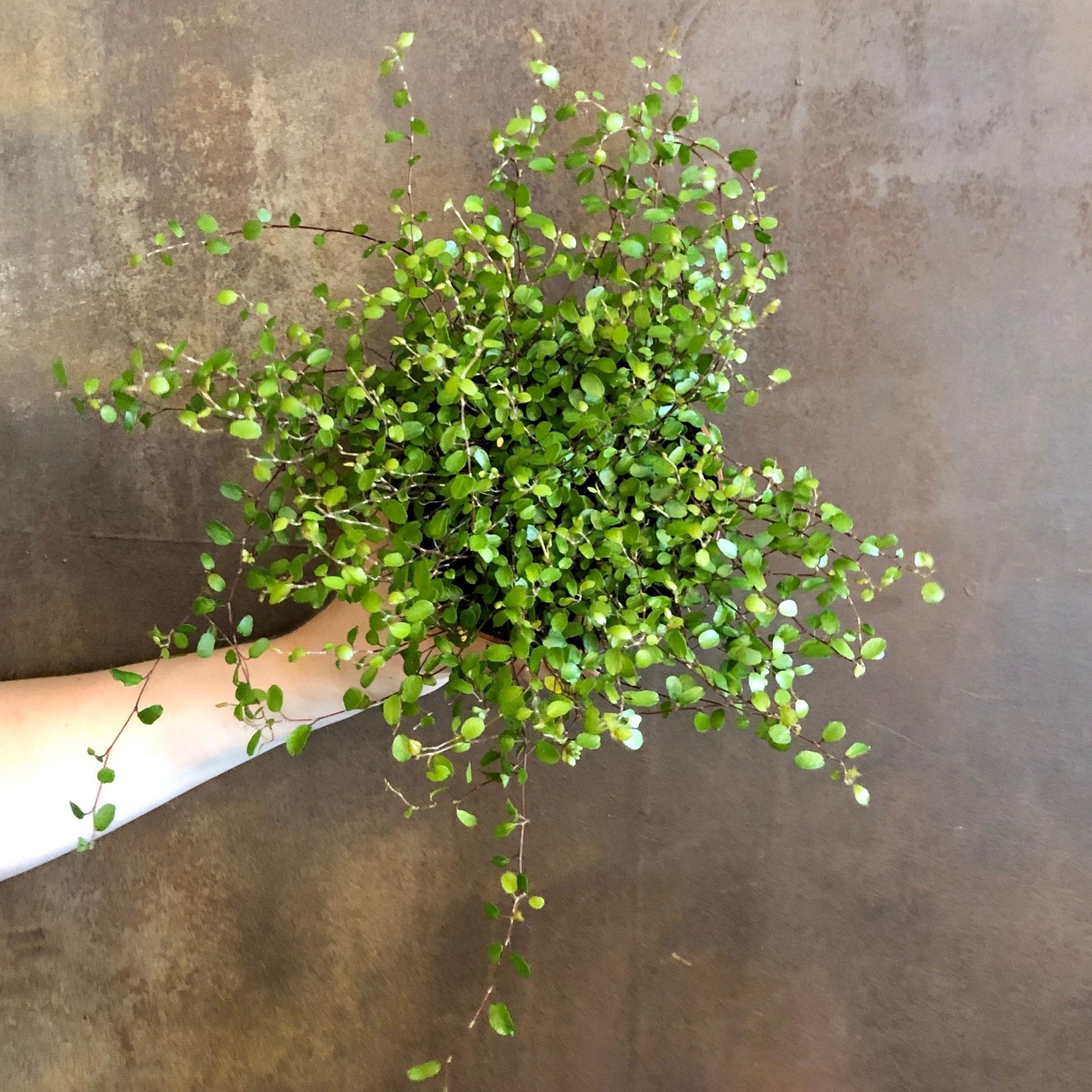 Muehlenbeckia complexa (12cm pot) - grow urban. UK