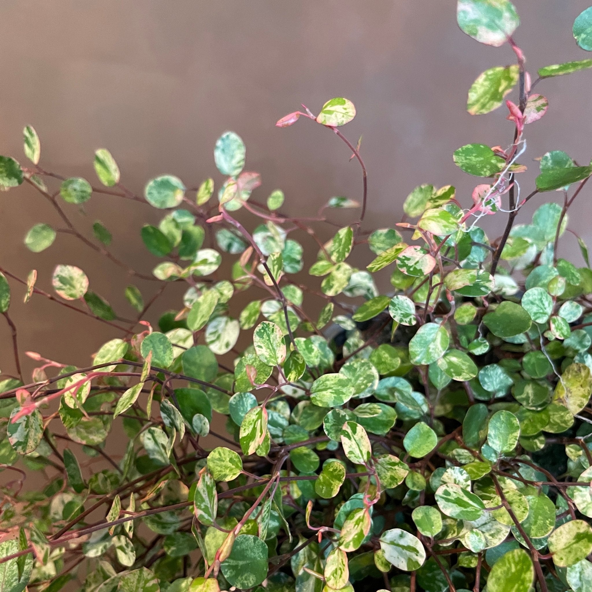 Muehlenbeckia 'Pink Camouflage' - grow urban. UK