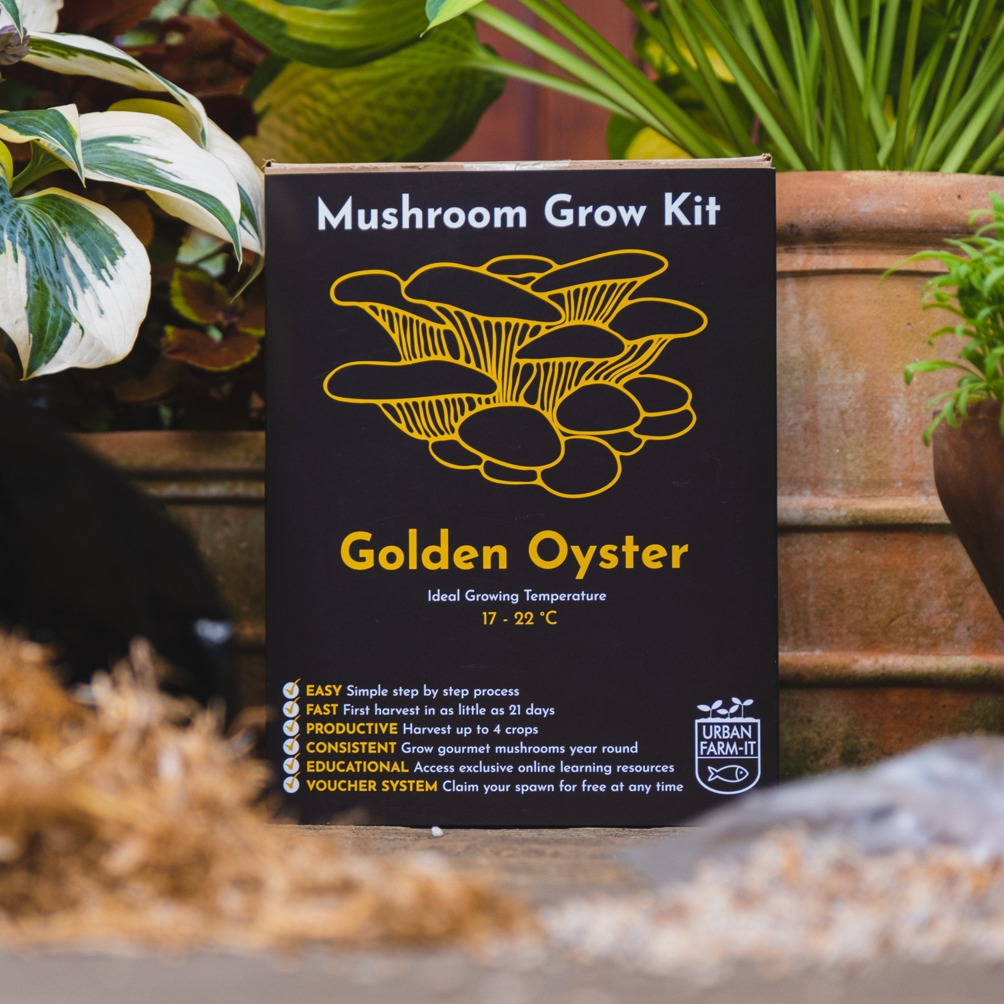 Mushroom Grow Kit | Urban Farm-It - grow urban. UK