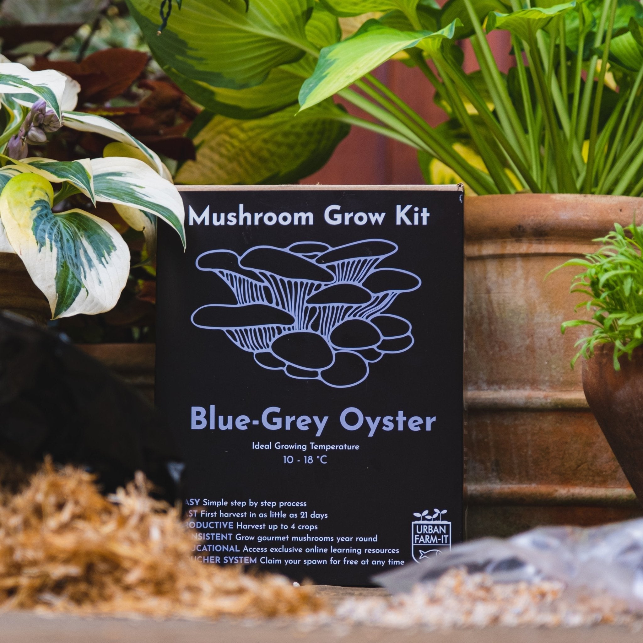 Mushroom Grow Kit | Urban Farm-It - grow urban. UK