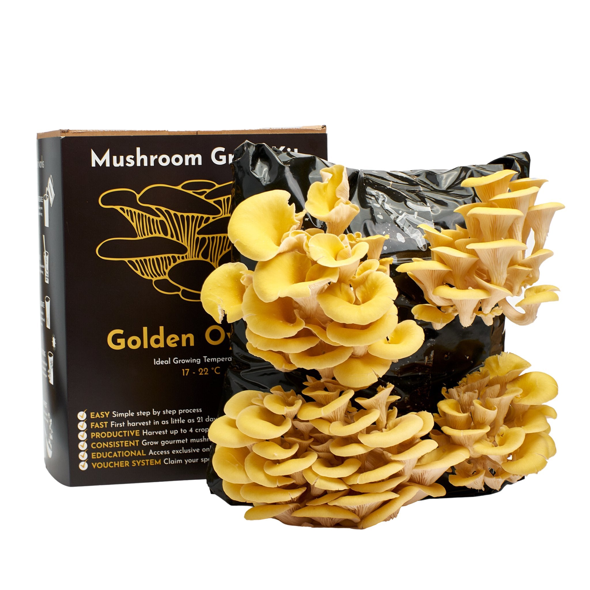 Mushroom Grow Kit | Urban Farm-It - grow urban. UK