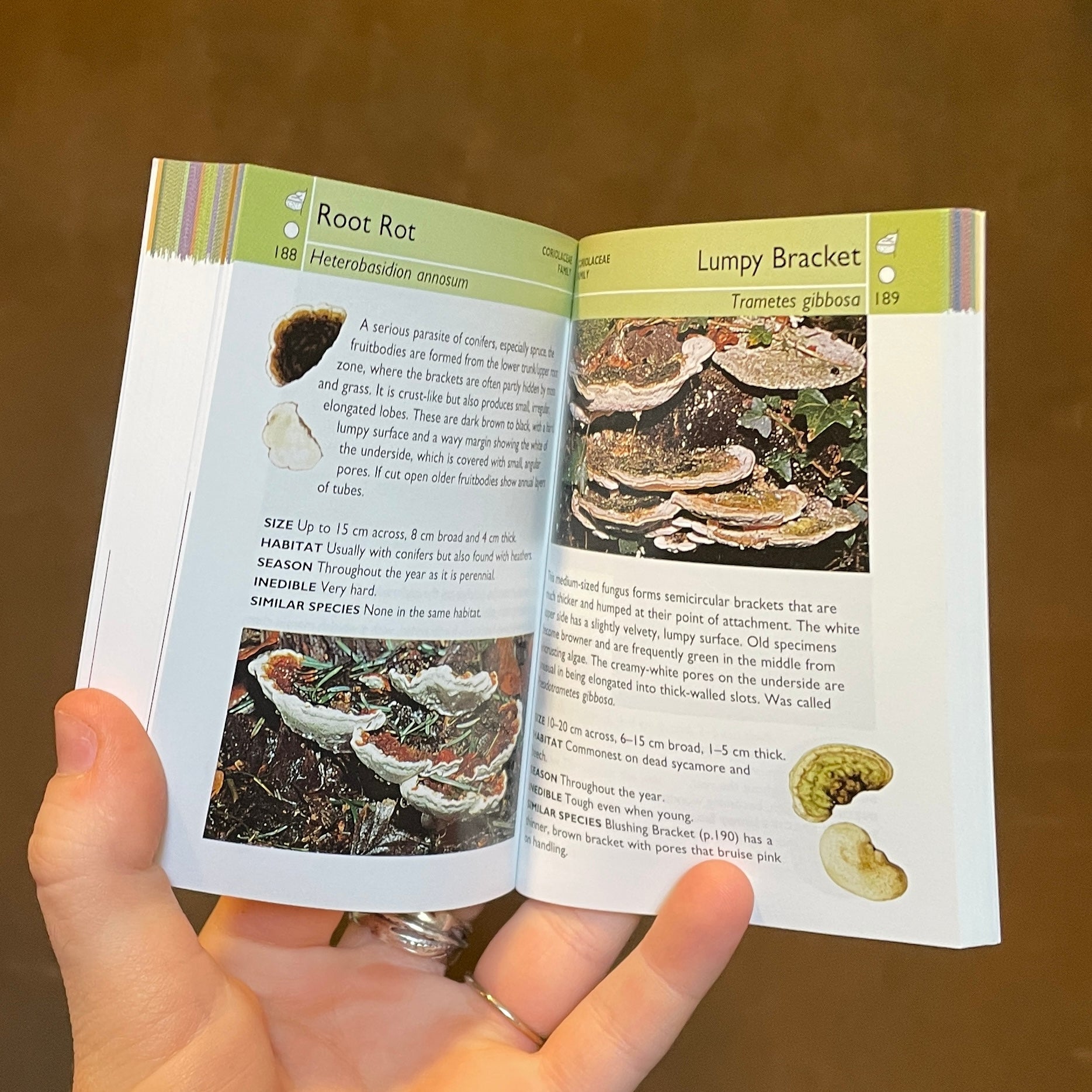 Mushrooms: All You Need To Know - grow urban. UK