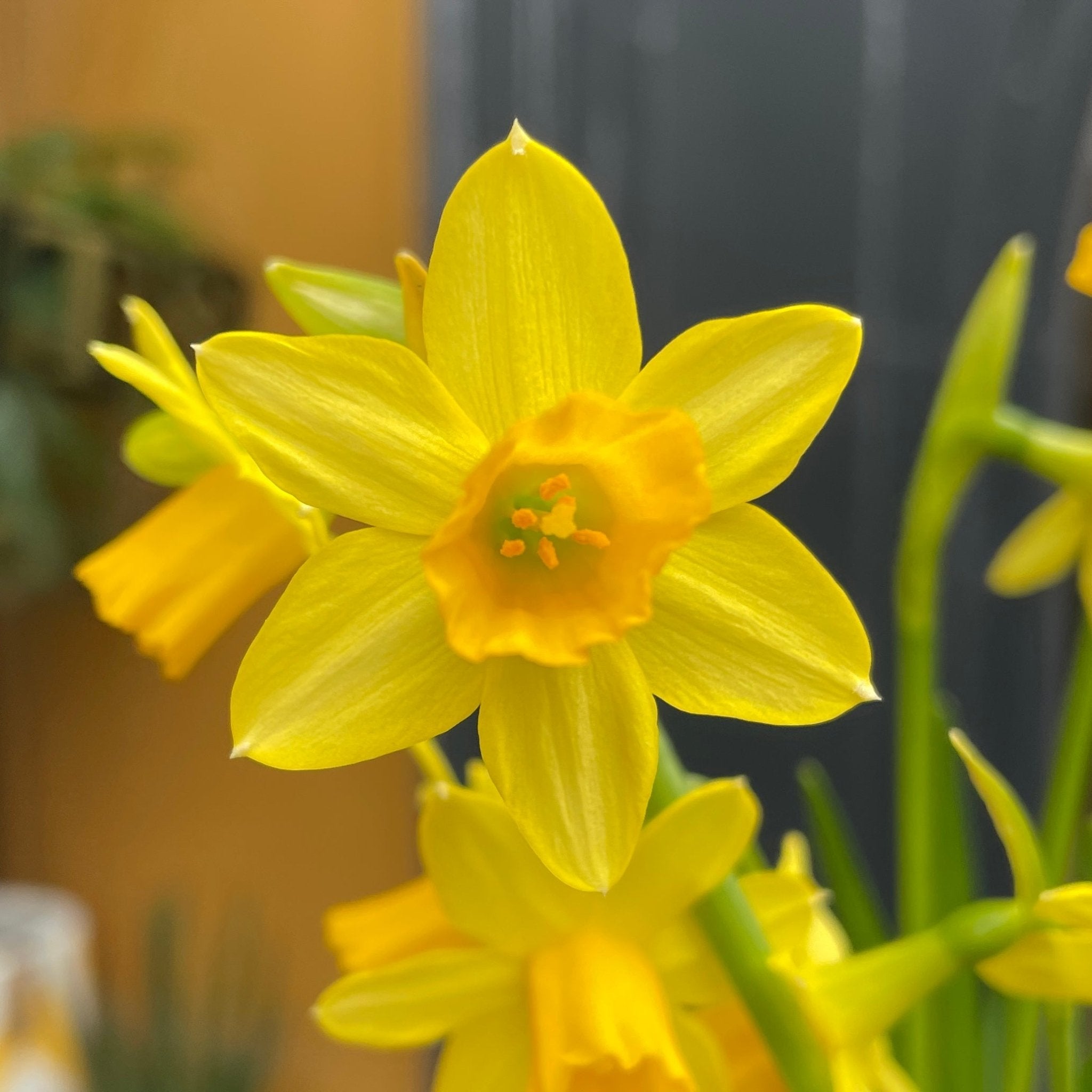 Narcissus 'Tête-à-tête' - grow urban. UK