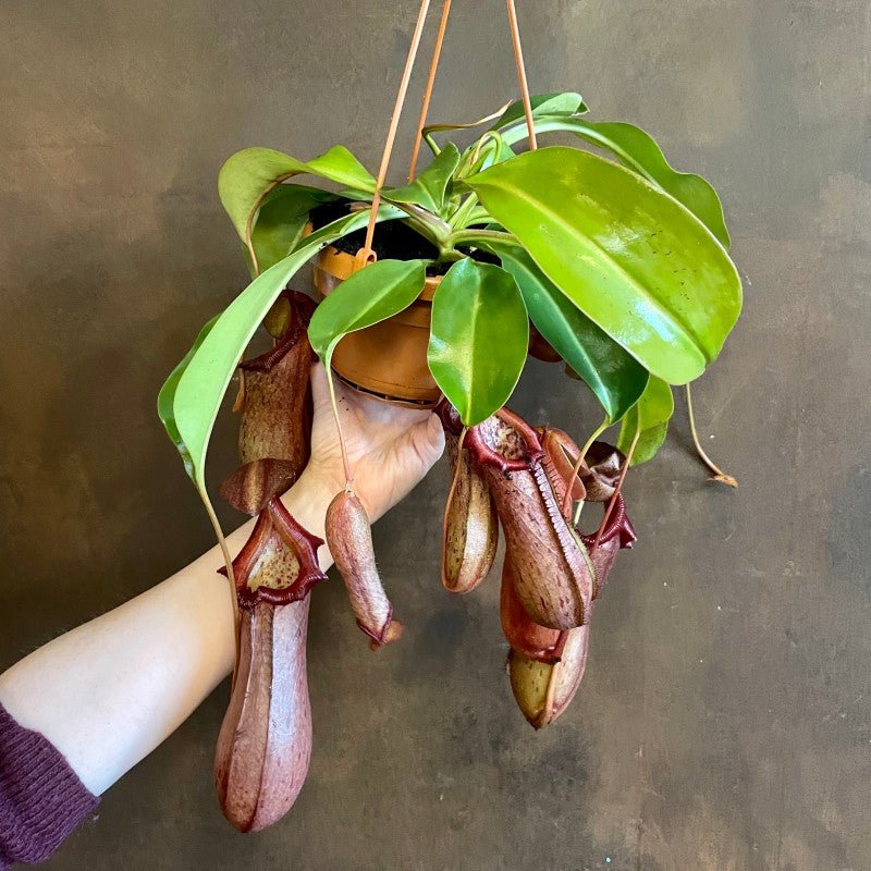 Nepenthes 'Rob' - grow urban. UK