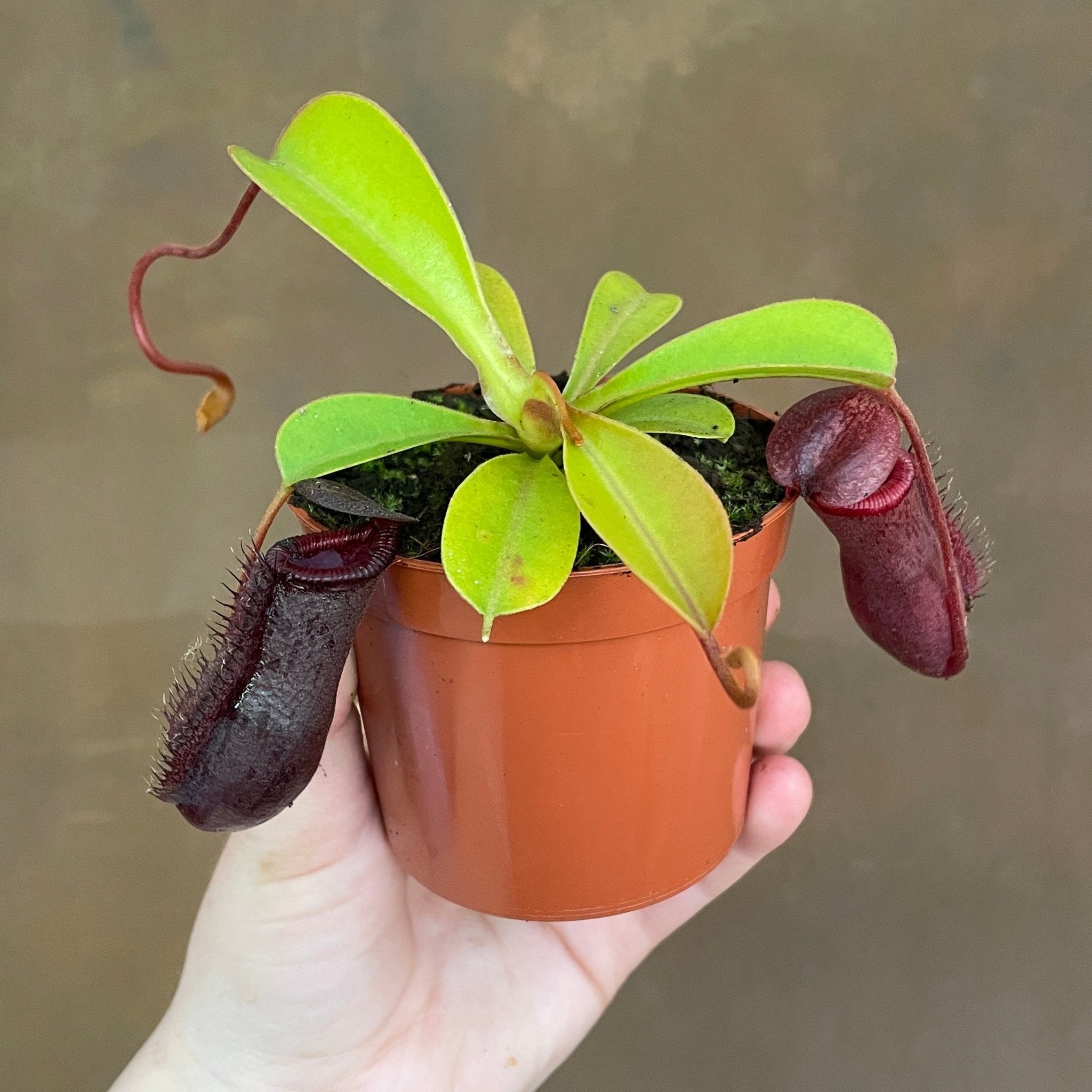 Nepenthes ventricosa x 2024 lowii - botanical drawing a4