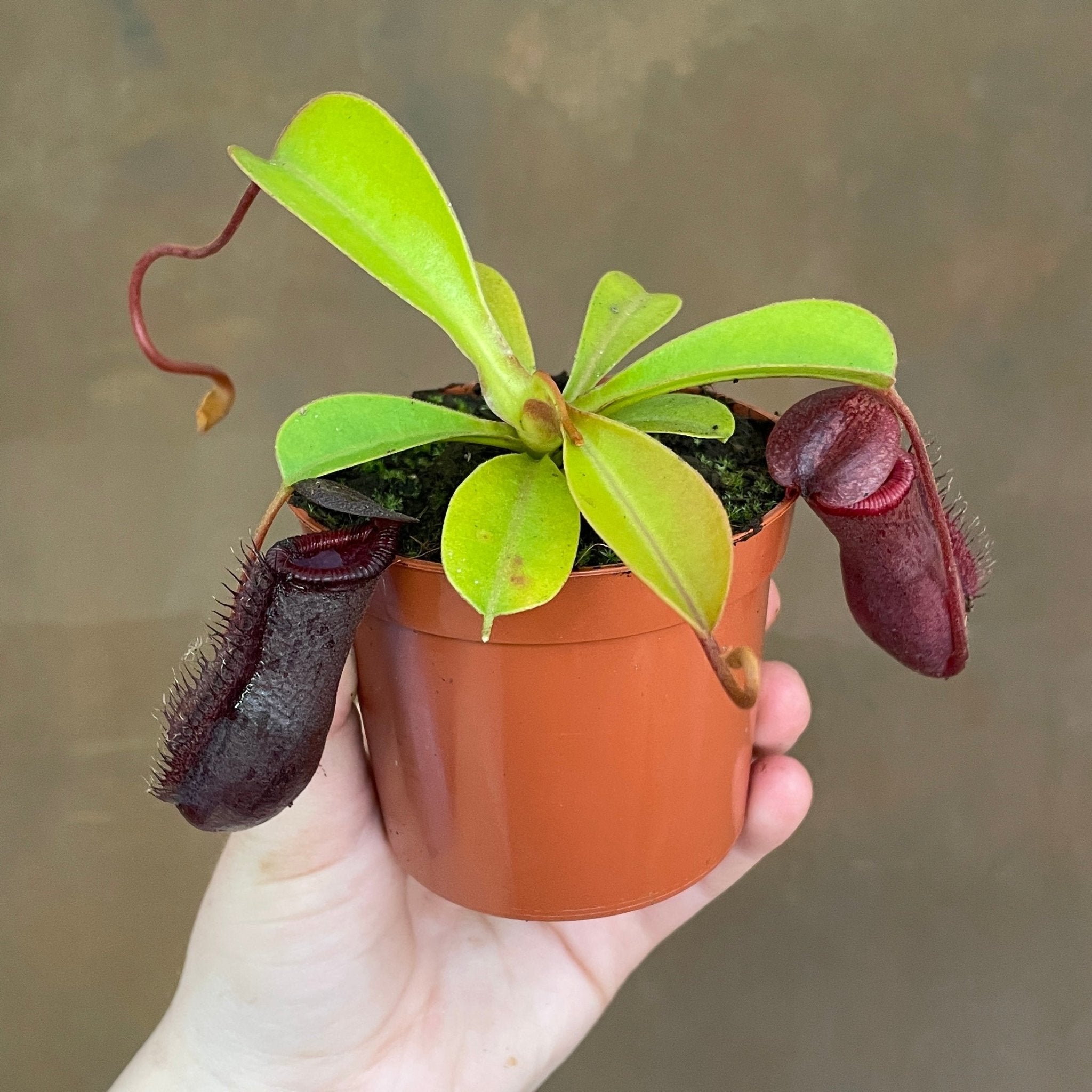 Nepenthes ventricosa x lowii - grow urban. UK