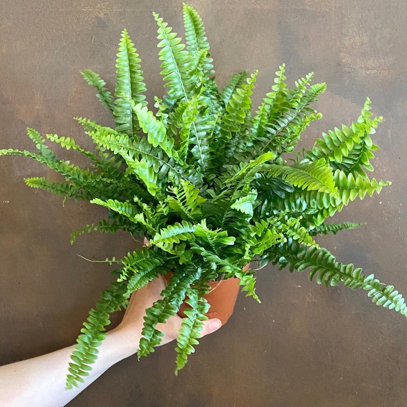 Boston Fern | Nephrolepis 'Green Lady' | grow urban.