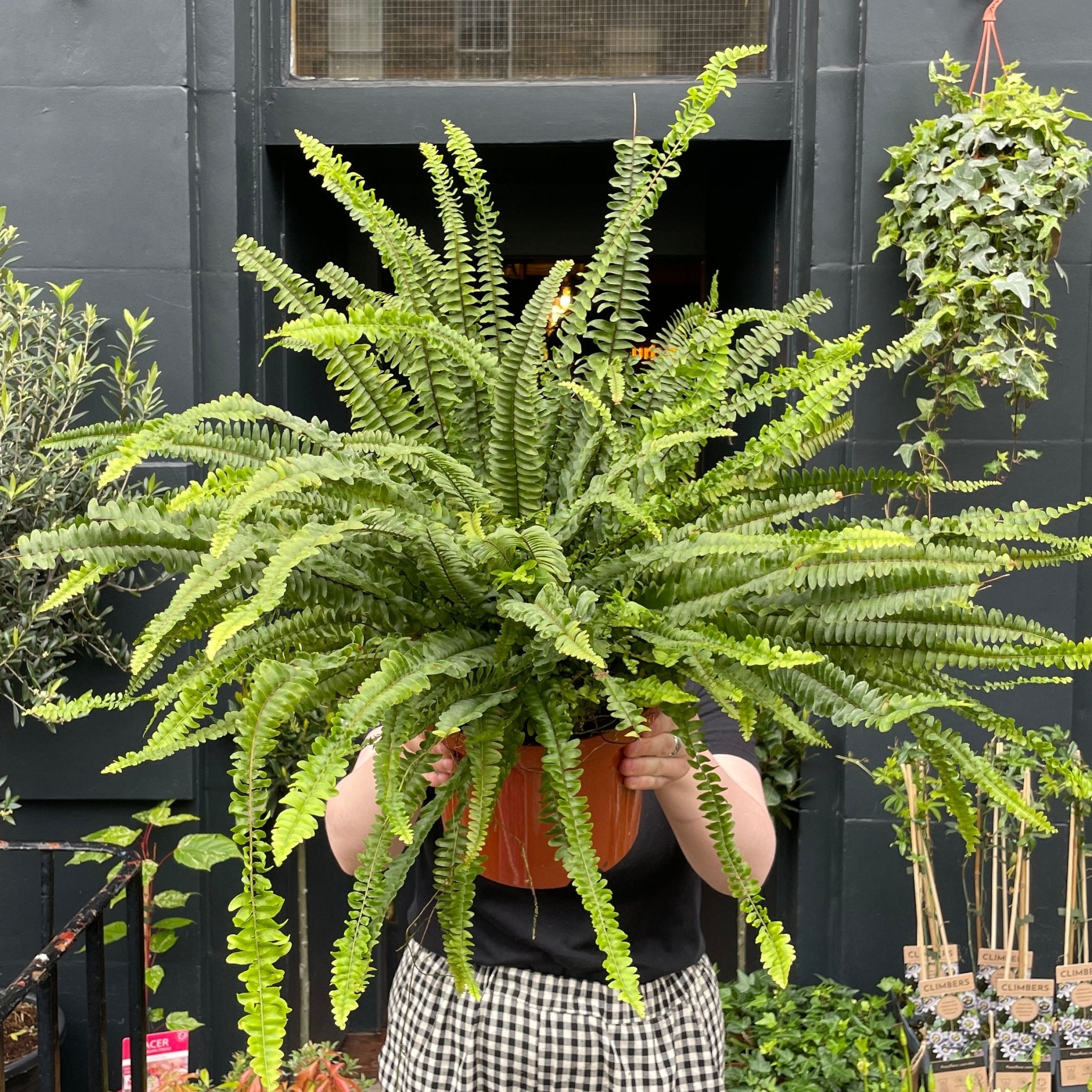 Nephrolepis ‘Green Lady’ XL - grow urban. UK