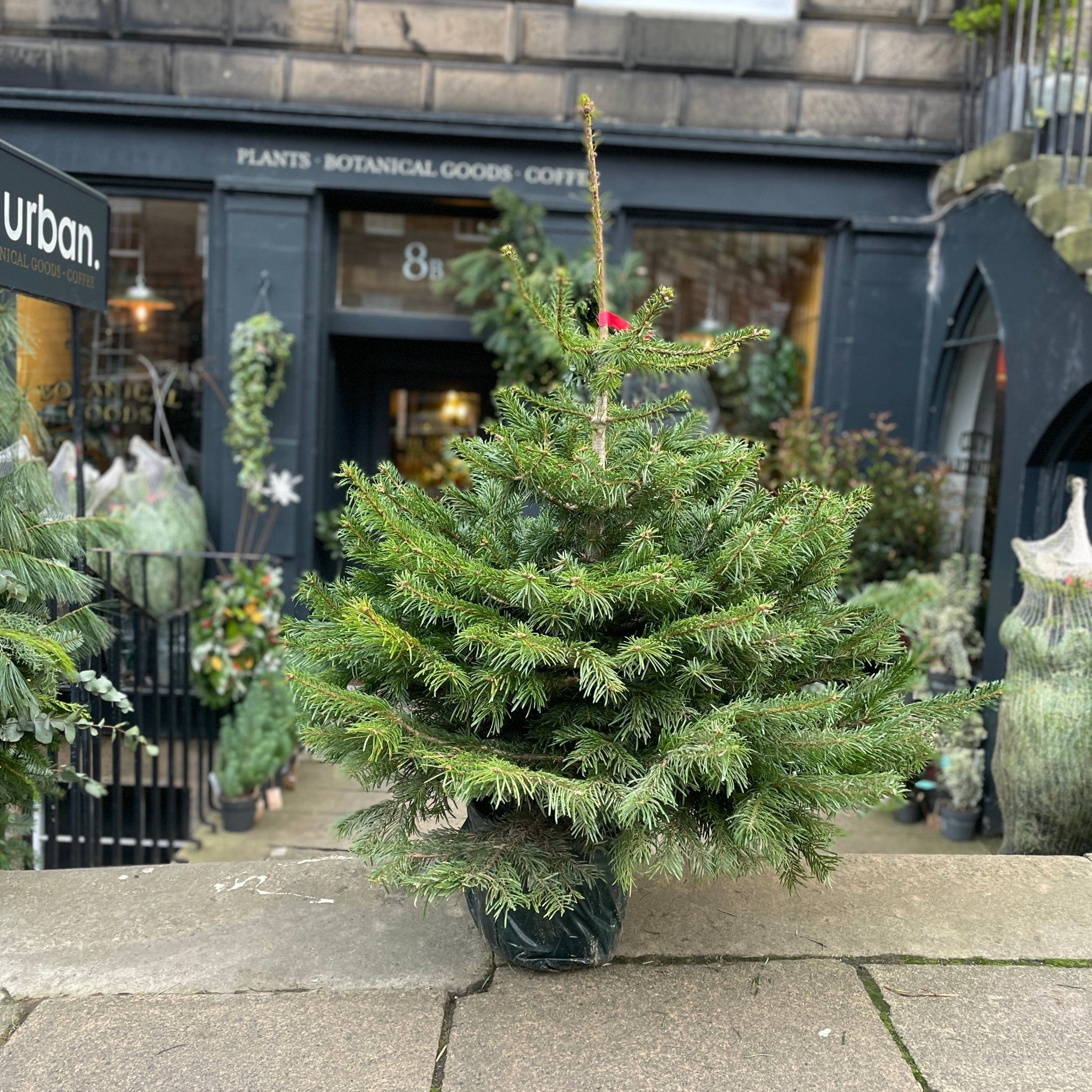 Nordmann Fir | Scottish Pot Grown Christmas Tree - grow urban. UK