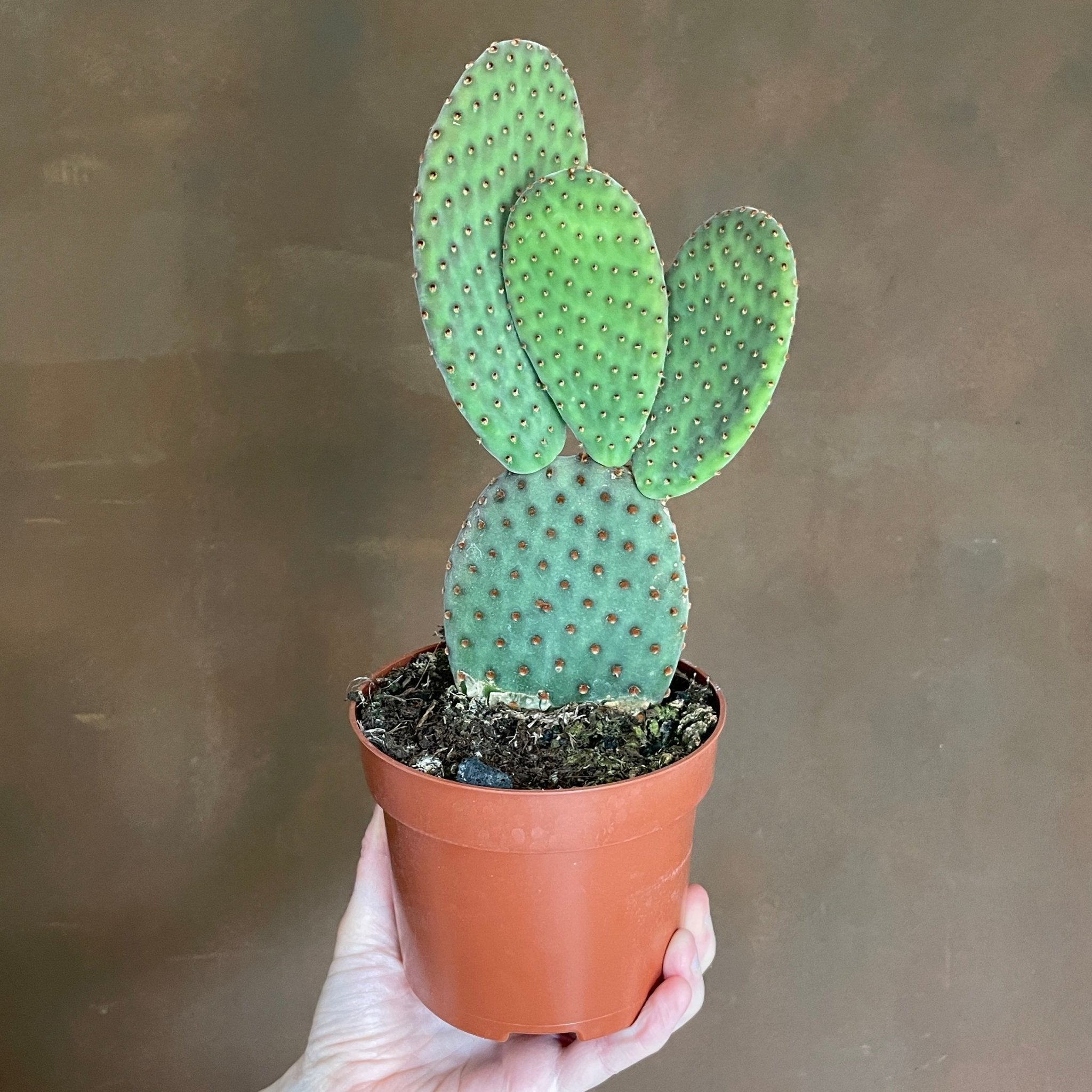Opuntia microdasys (12cm pot) - grow urban. UK