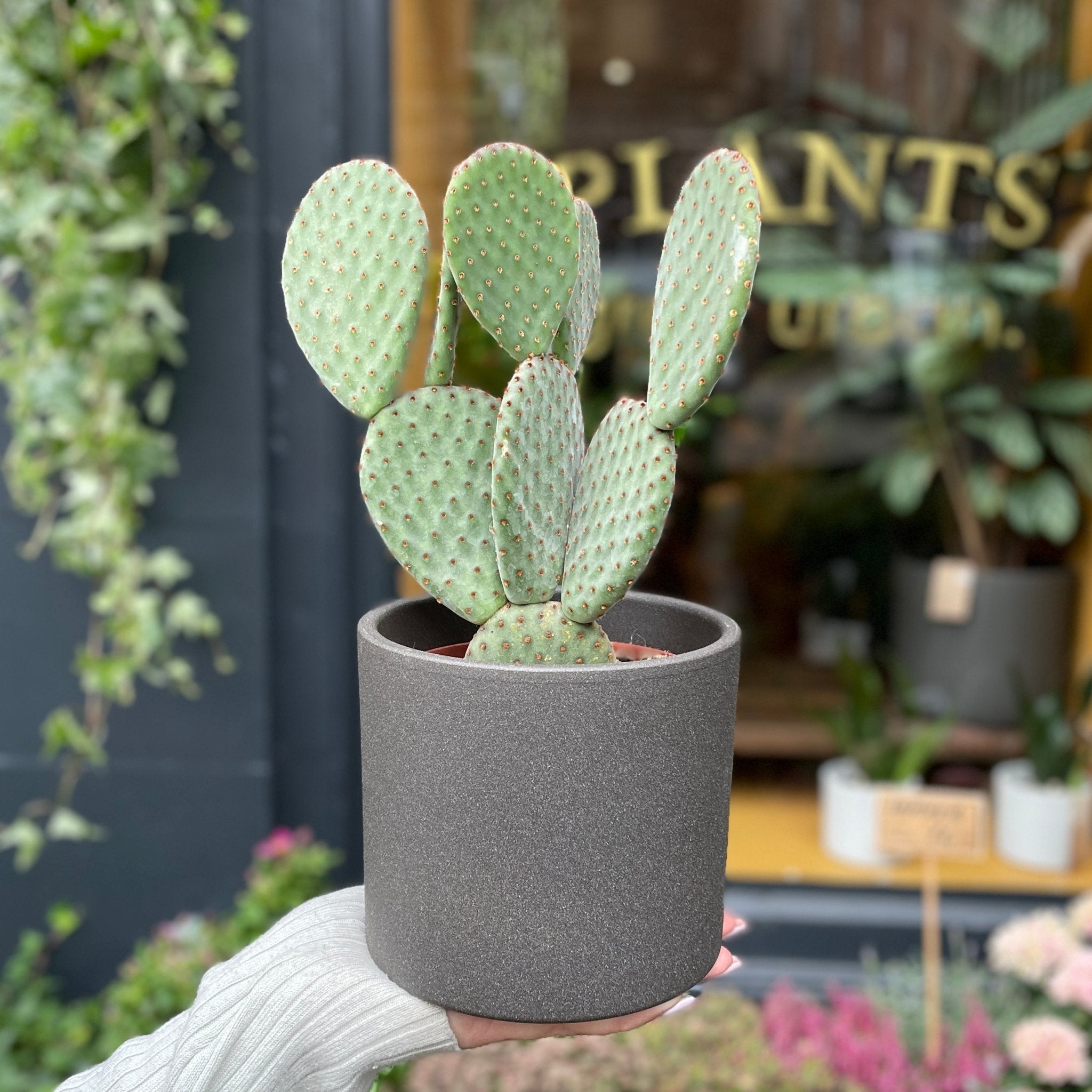 Opuntia microdasys (12cm pot) - grow urban. UK