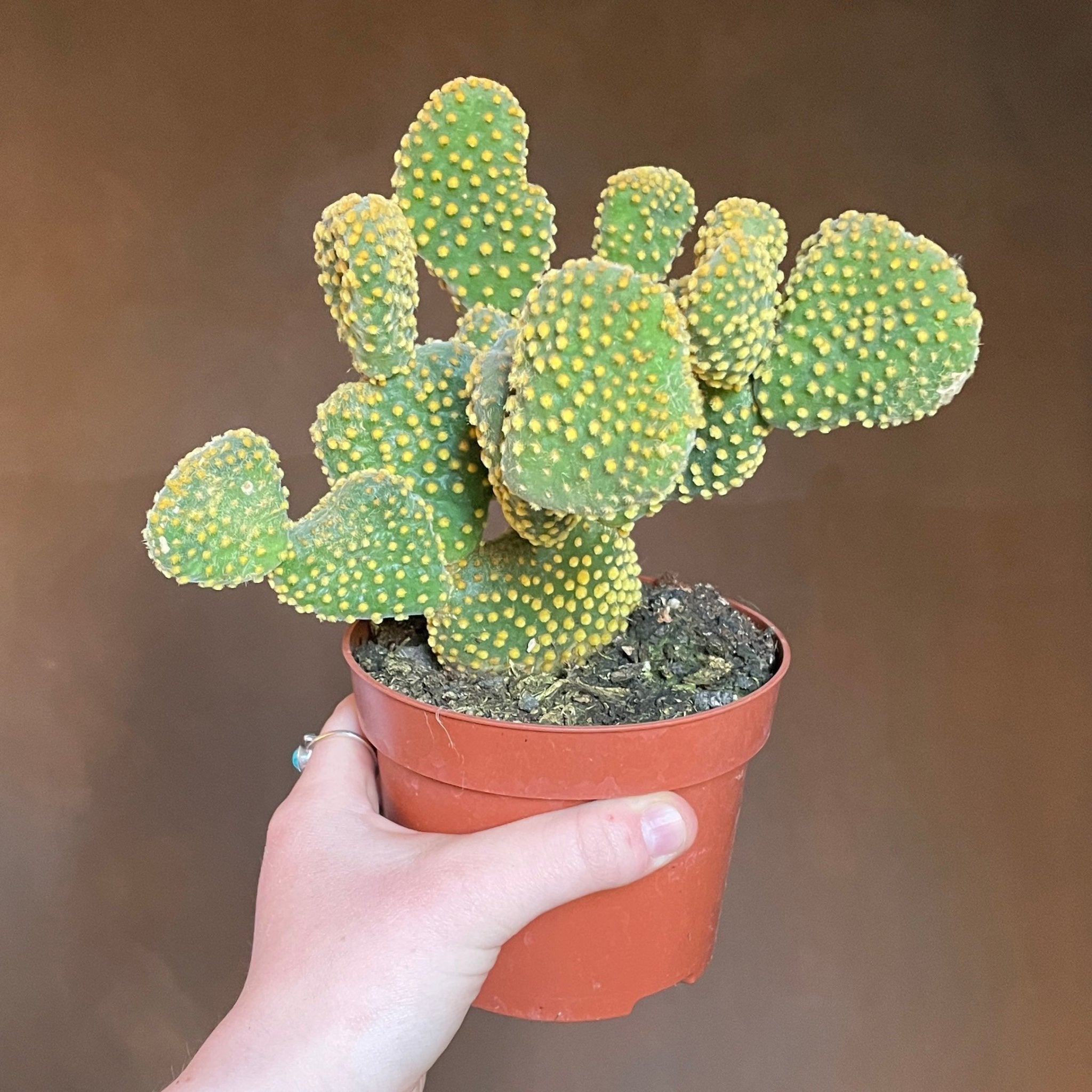 Opuntia microdasys 'Cristata' (12cm pot) - grow urban. UK