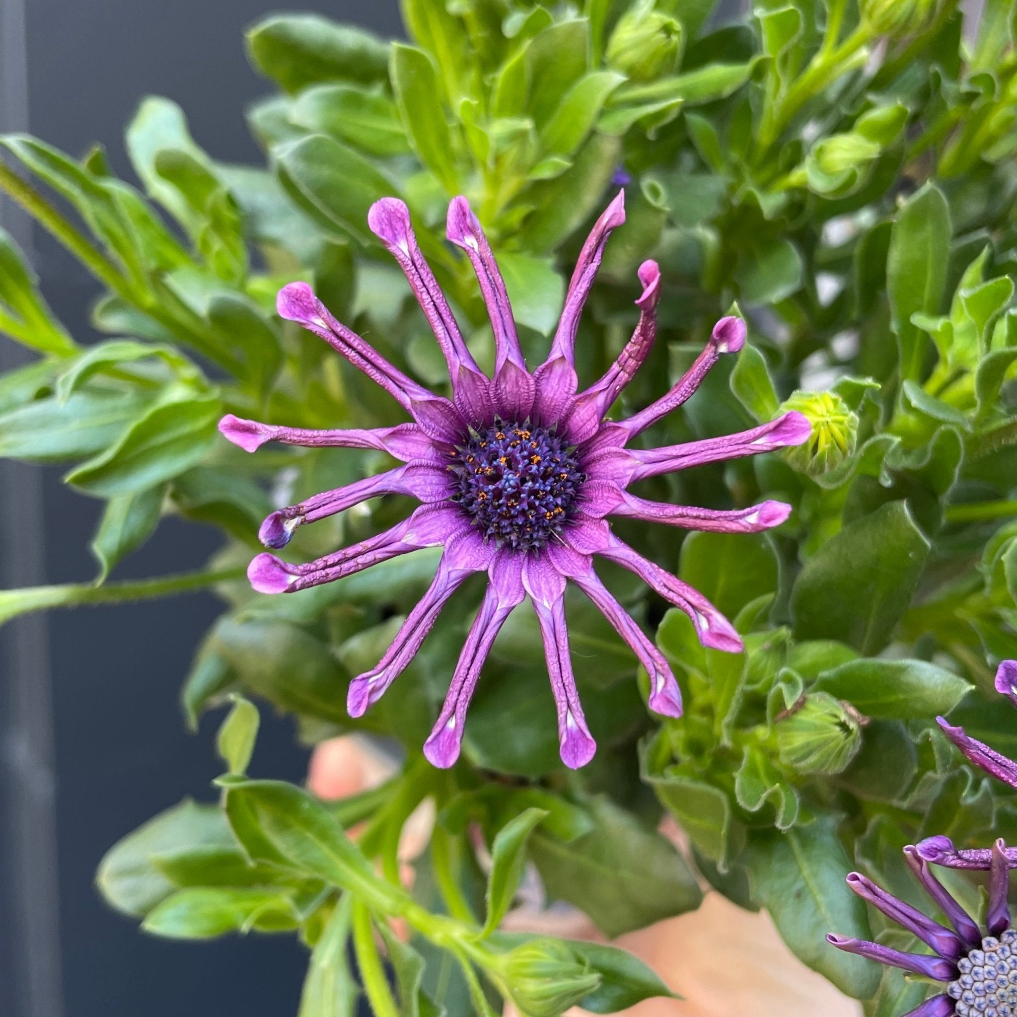 Osteospermum 'Purple Spoon' - grow urban. UK