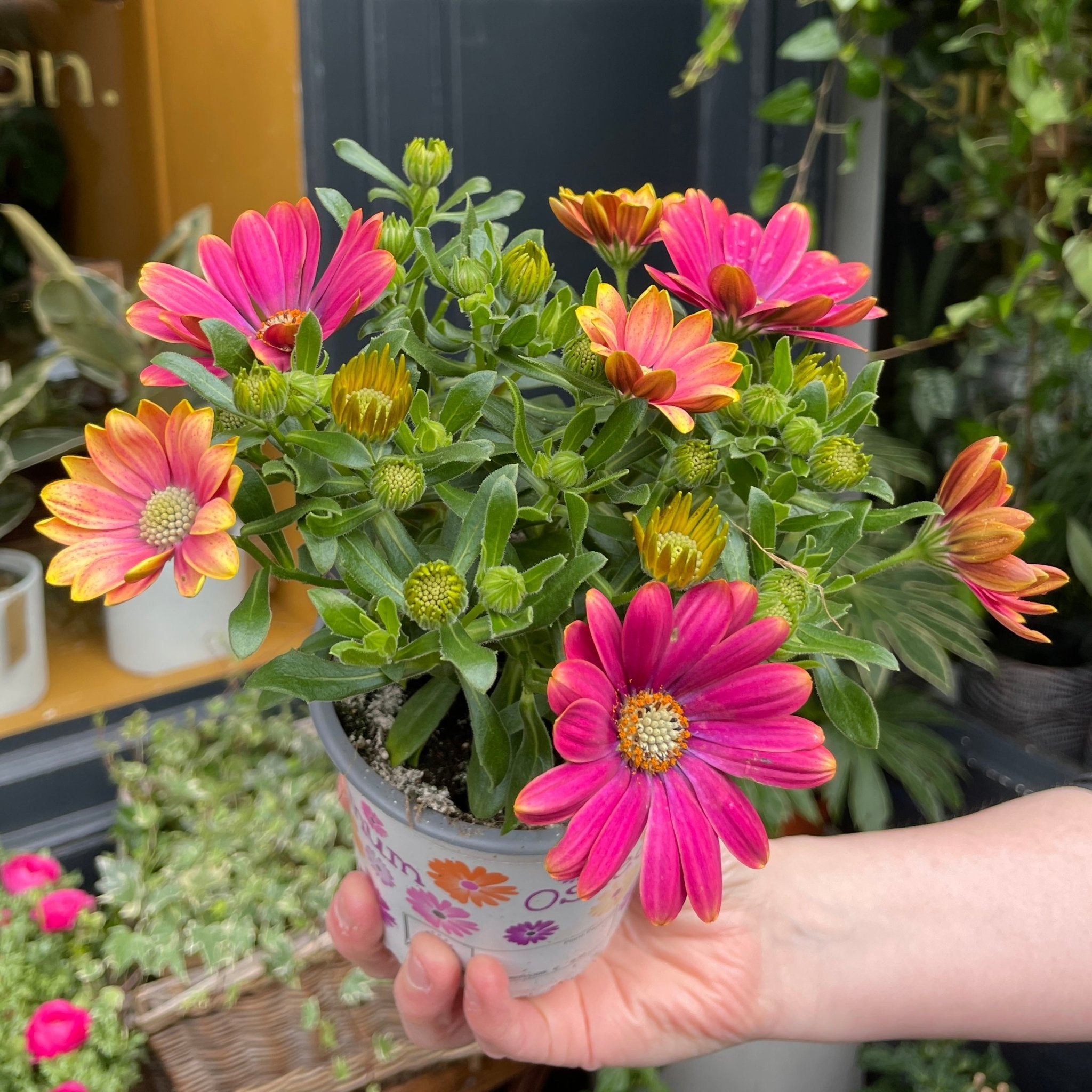 Osteospermum 'Purple Sun' - grow urban. UK