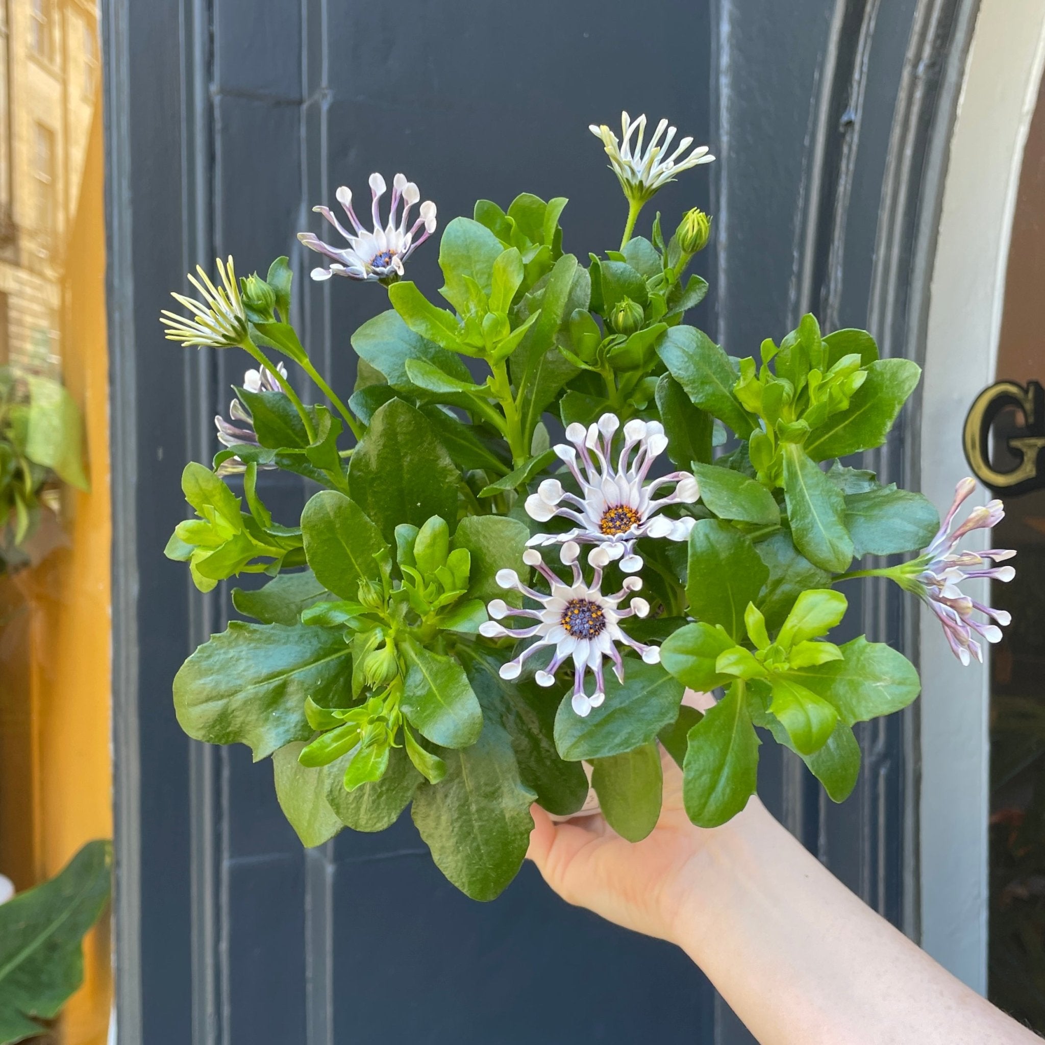Osteospermum 'White Spoon' - grow urban. UK