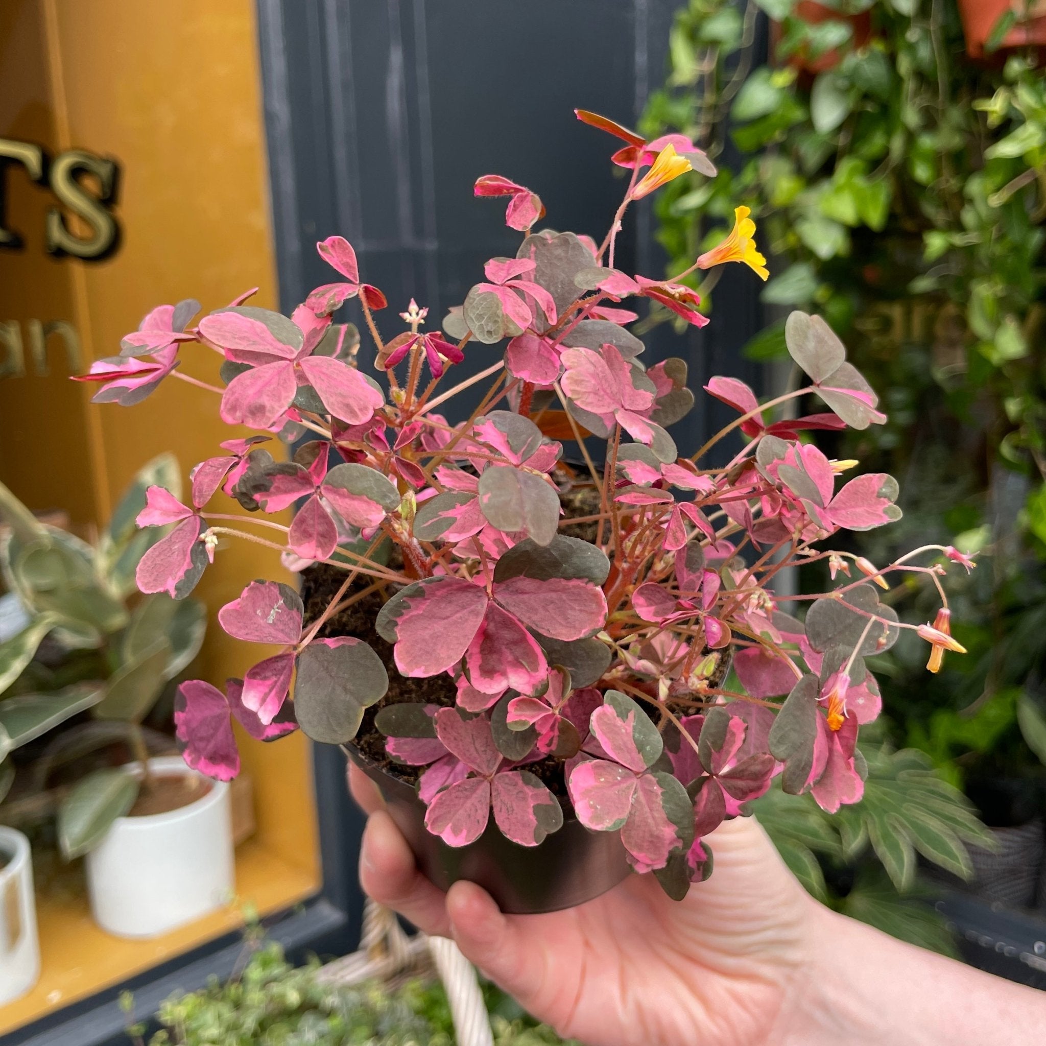 Oxalis 'Plum Crazy' - grow urban. UK