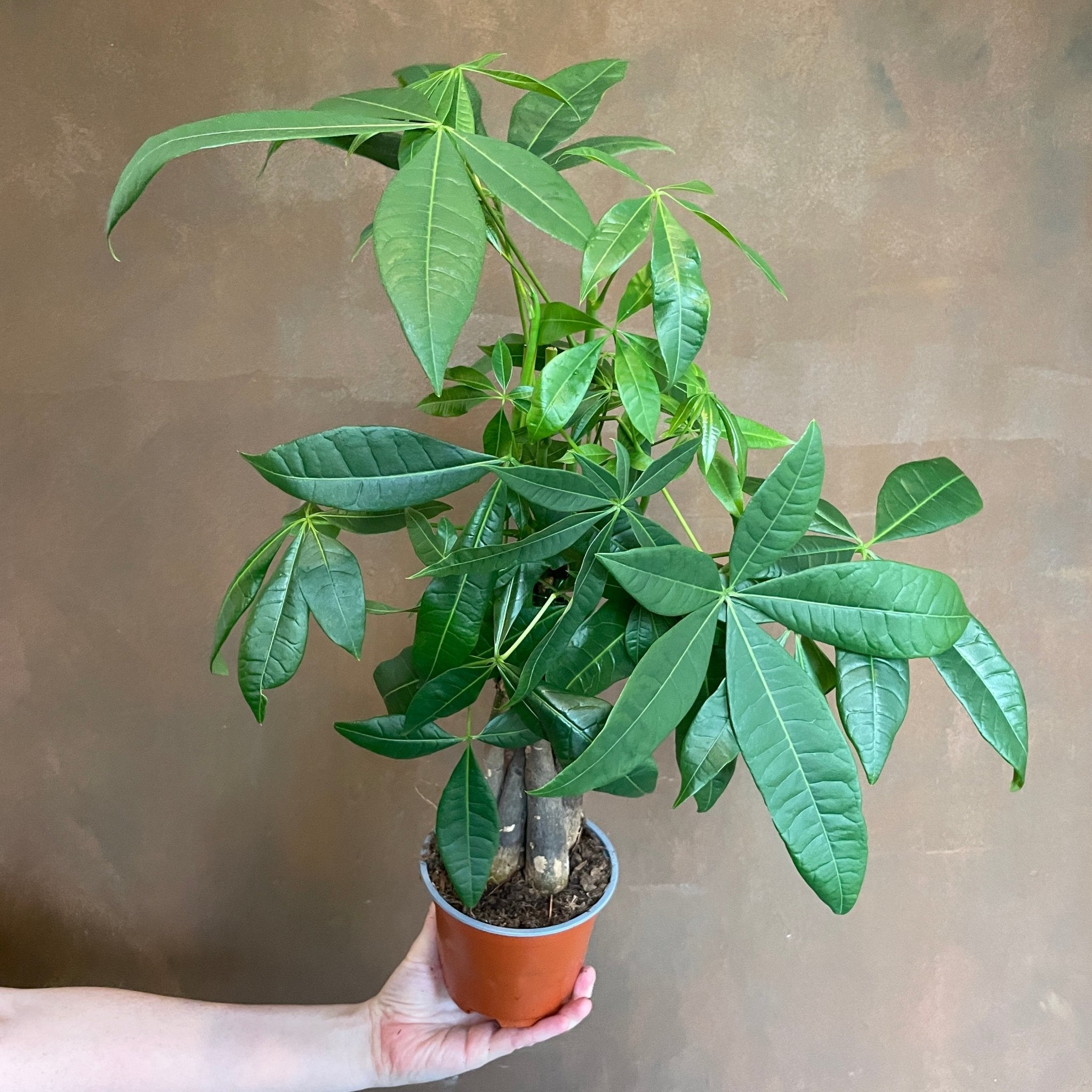 Pachira aquatica (12cm pot) - grow urban. UK