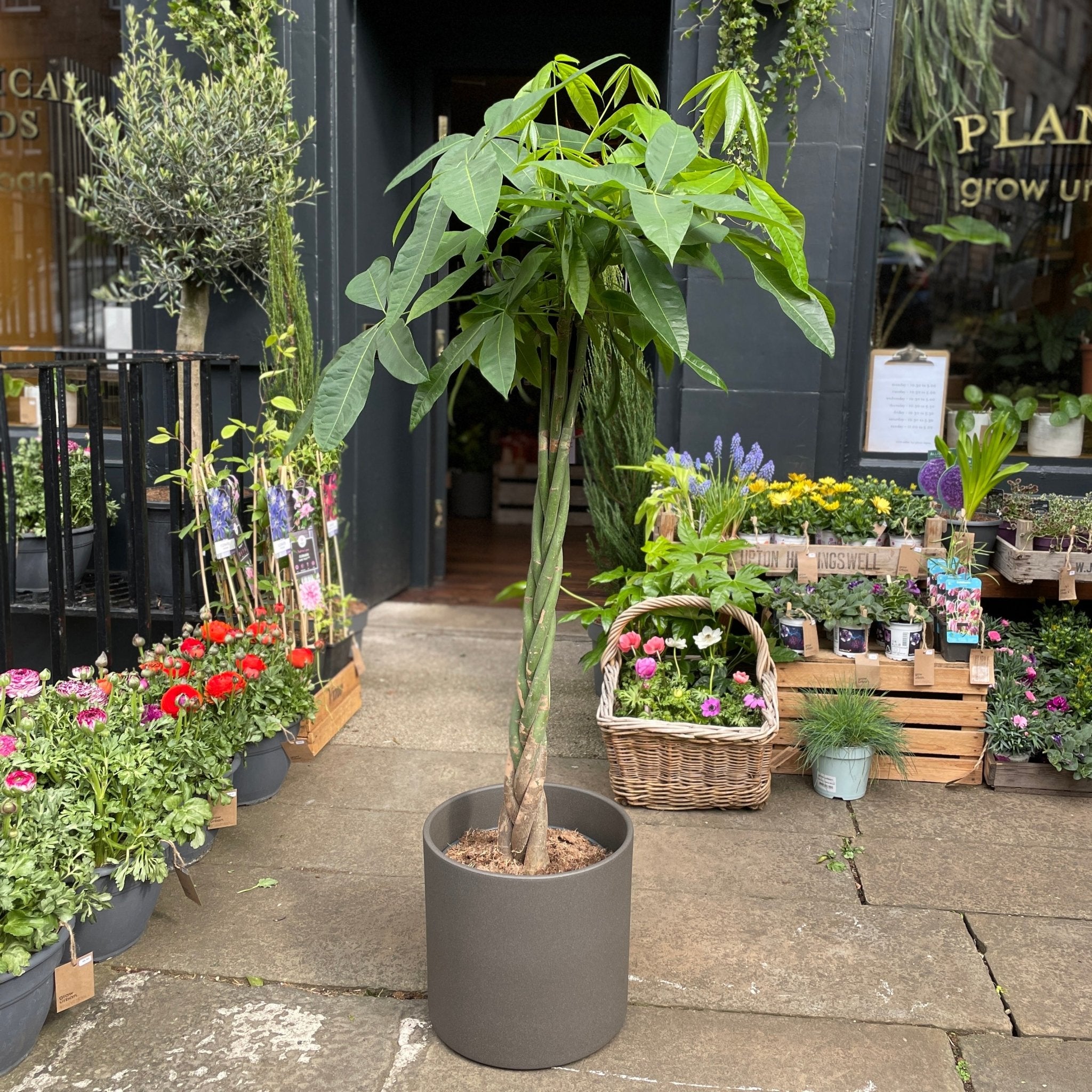 Pachira aquatica (150cm) - grow urban. UK