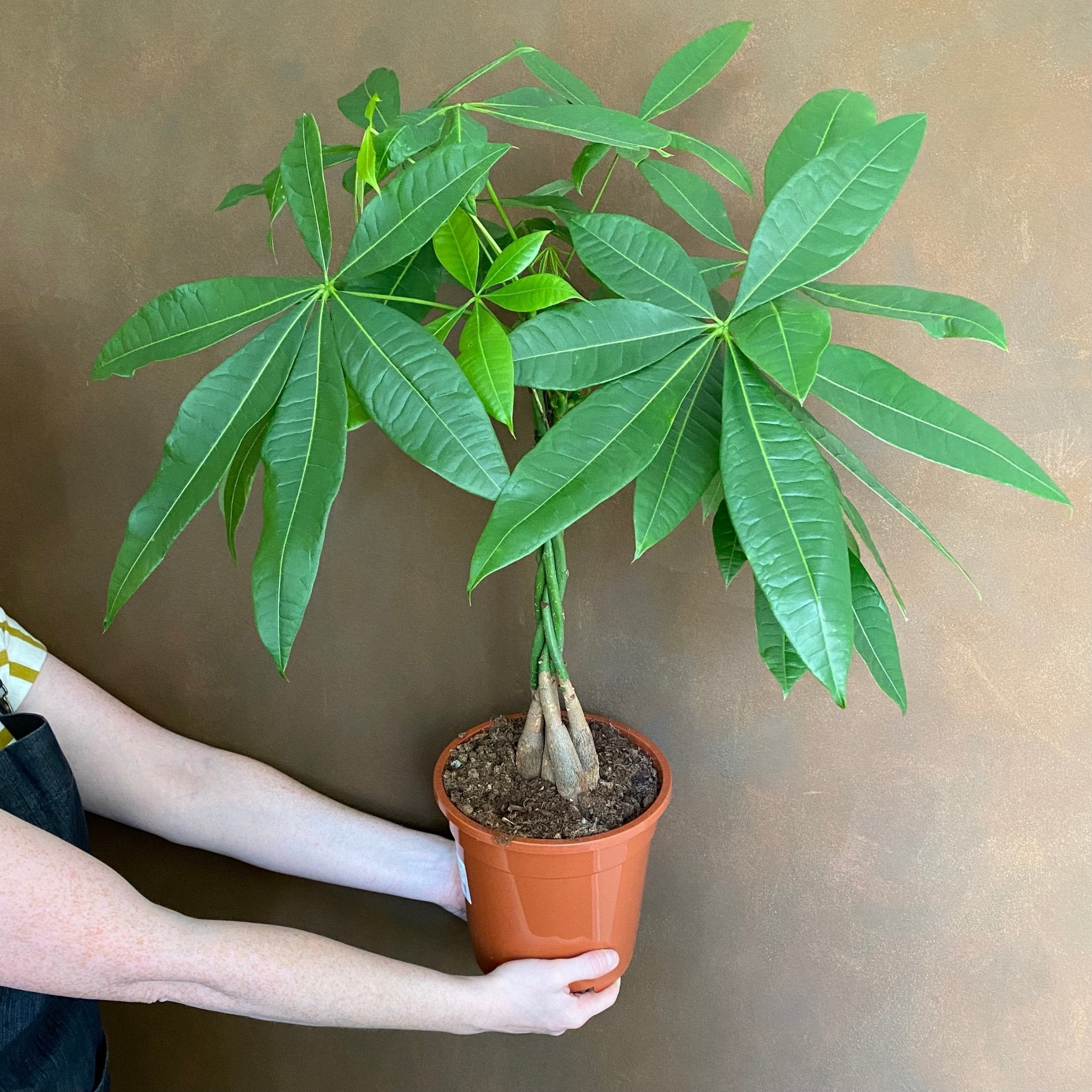 Pachira aquatica (19cm pot) - grow urban. UK