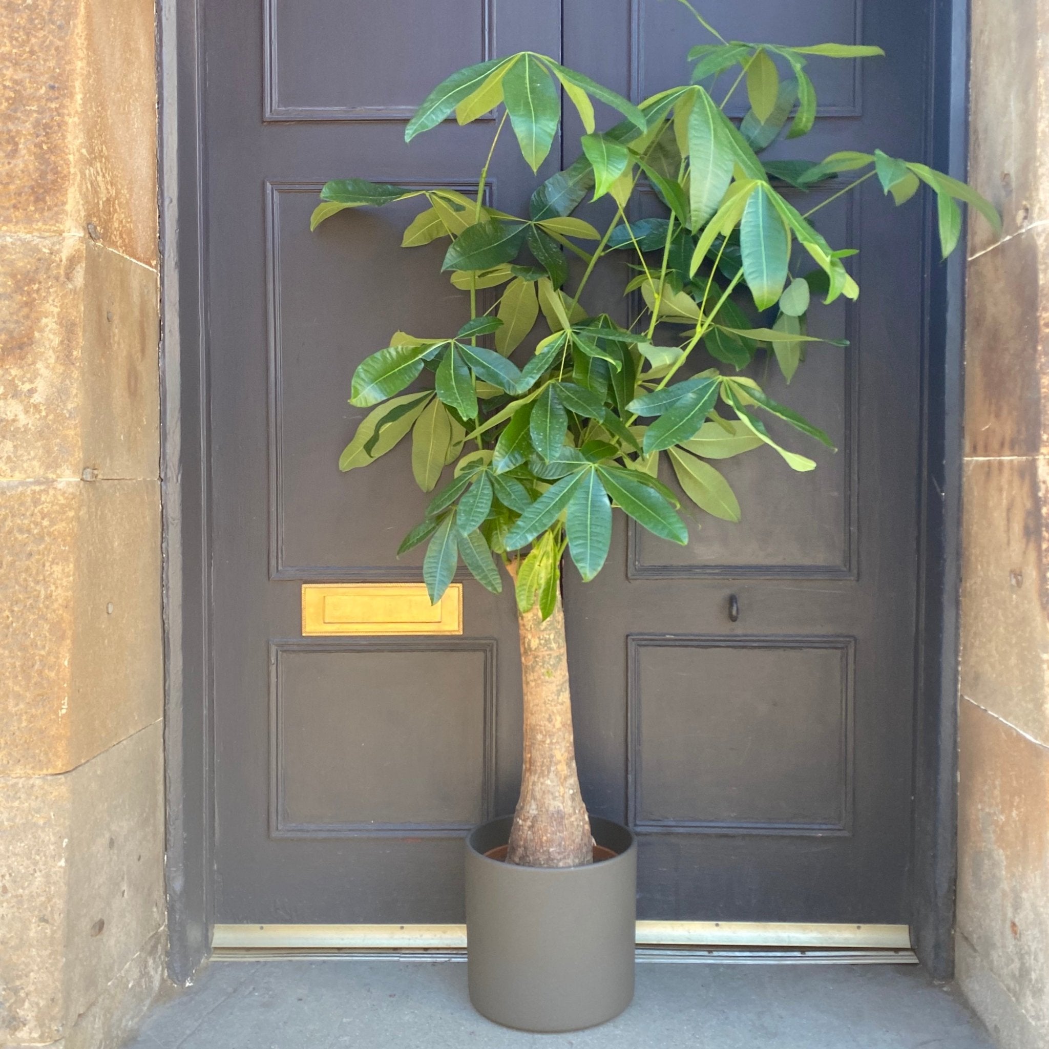 Pachira aquatica (26cm pot) - grow urban. UK