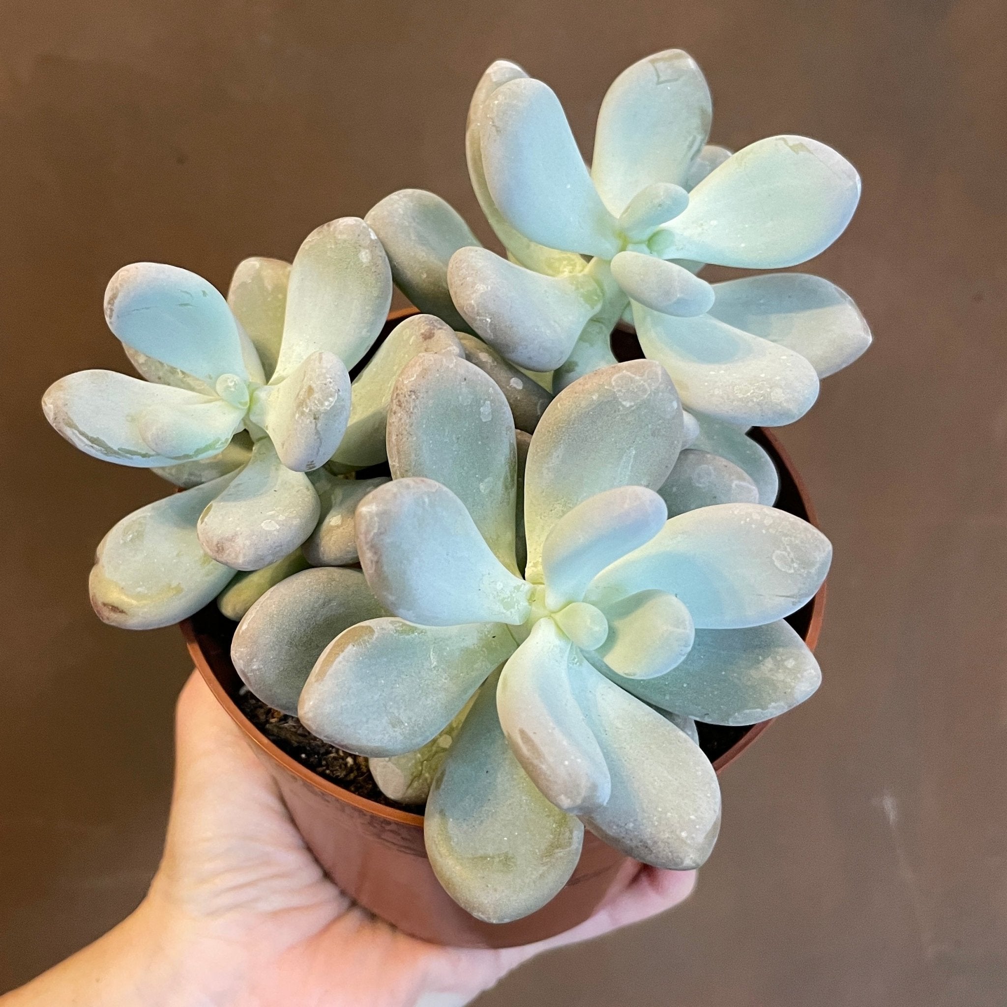Pachyphytum oviferum (12cm pot) - grow urban. UK