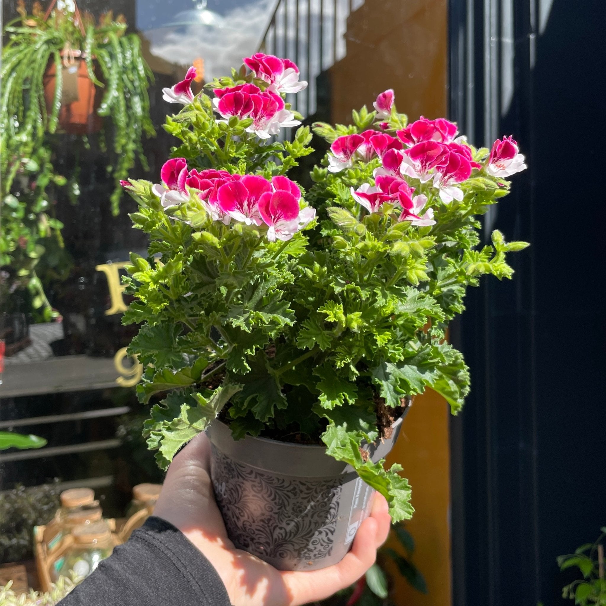 Pelargonium 'Angel Eyes' - grow urban. UK