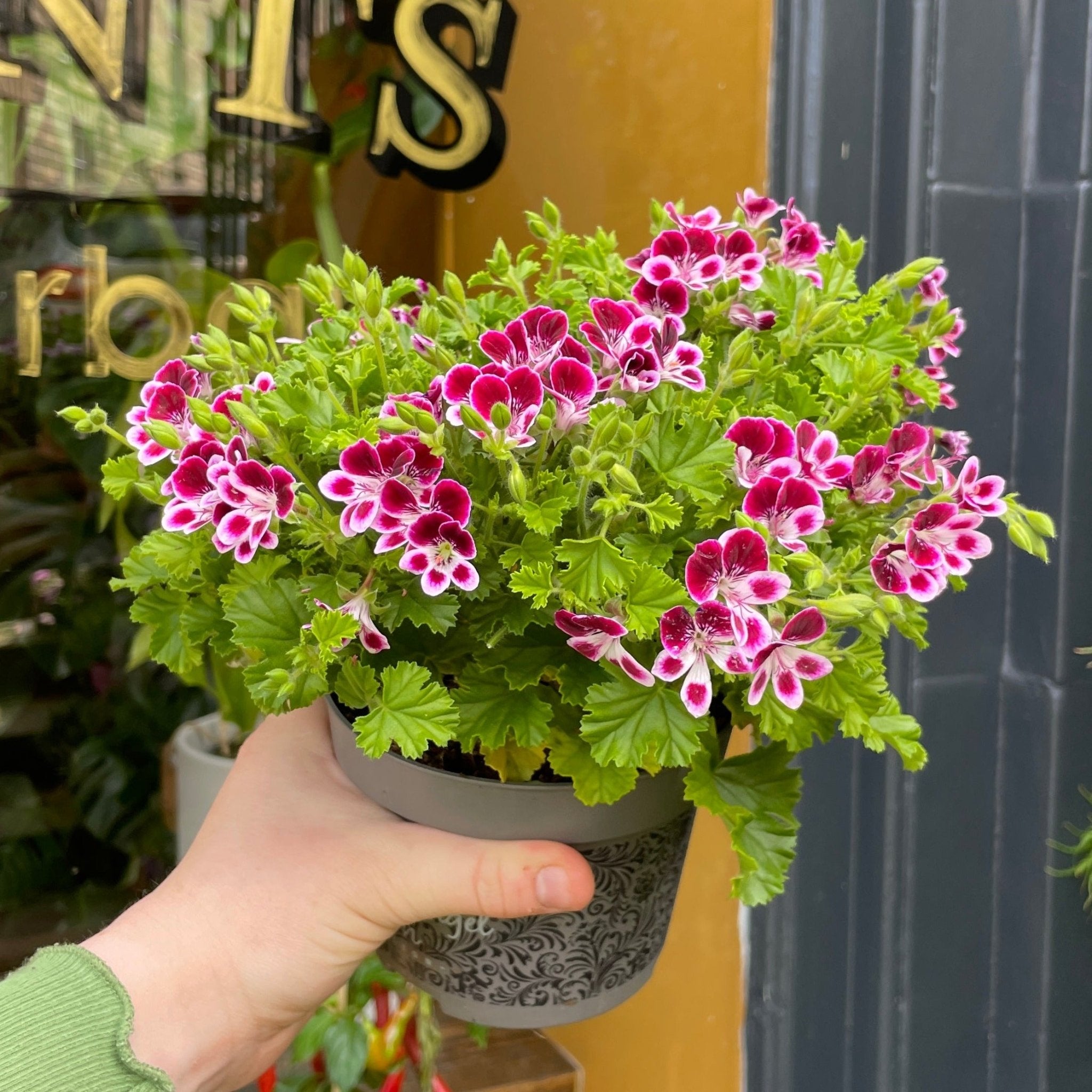 Pelargonium 'Angel Parfum Nova' - grow urban. UK