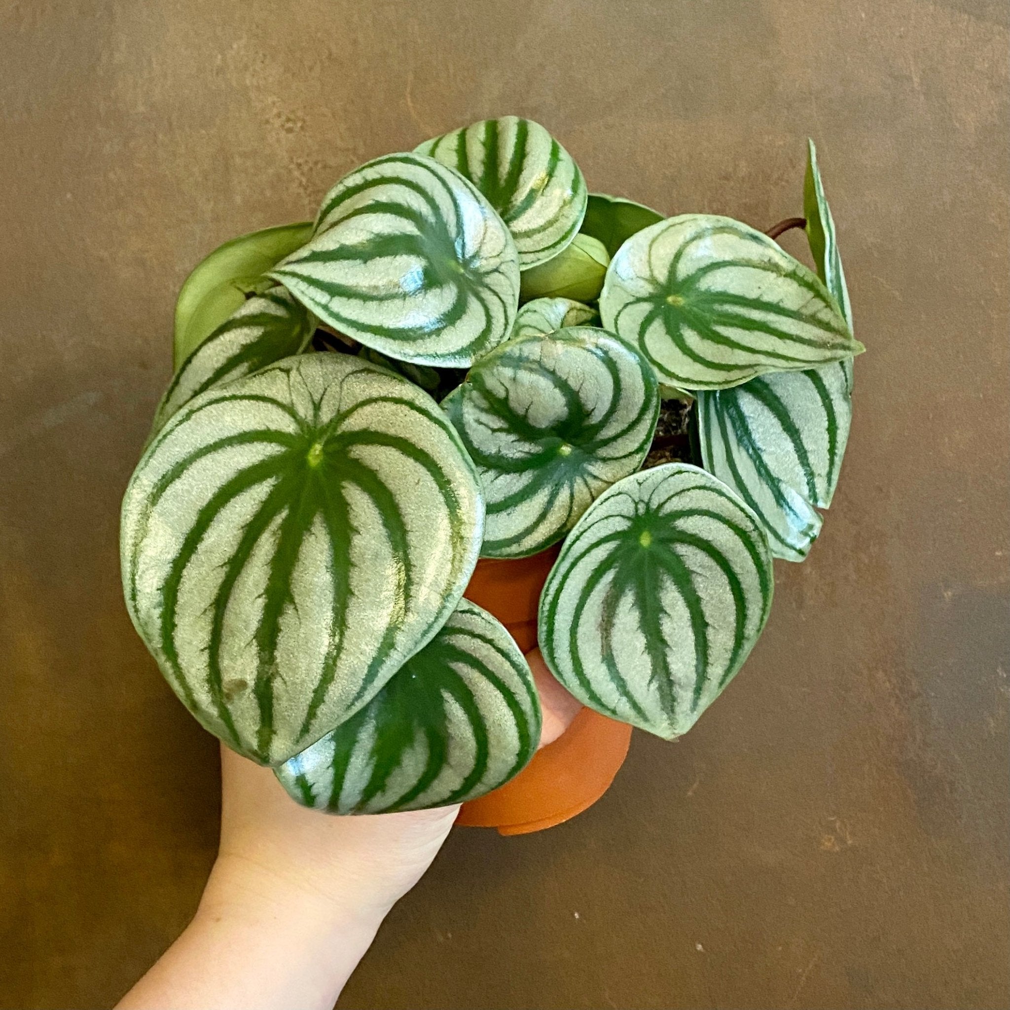 Peperomia argyreia - grow urban. UK