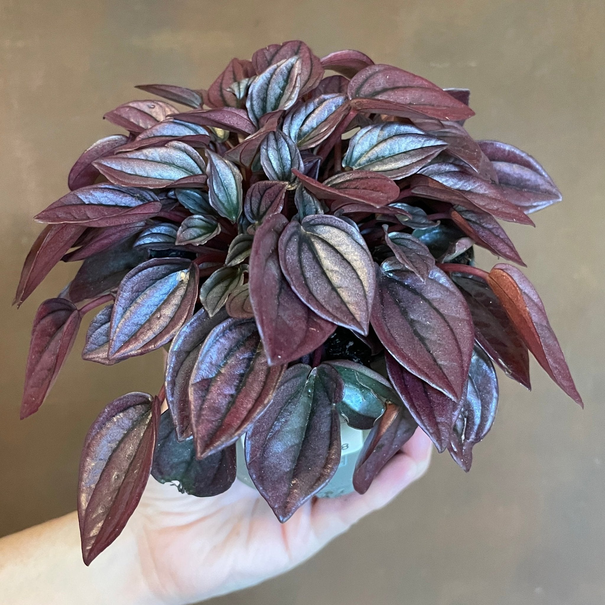 Peperomia caperata 'Cayenne' - grow urban. UK