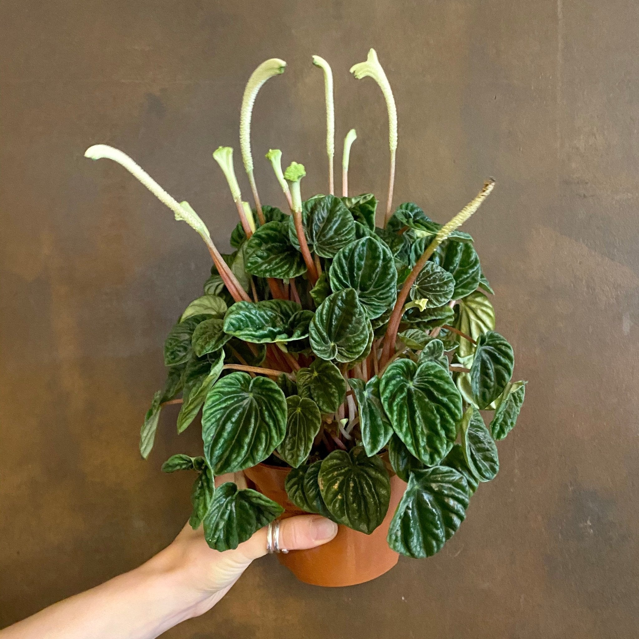 Peperomia caperata ‘Lilian’ - grow urban. UK