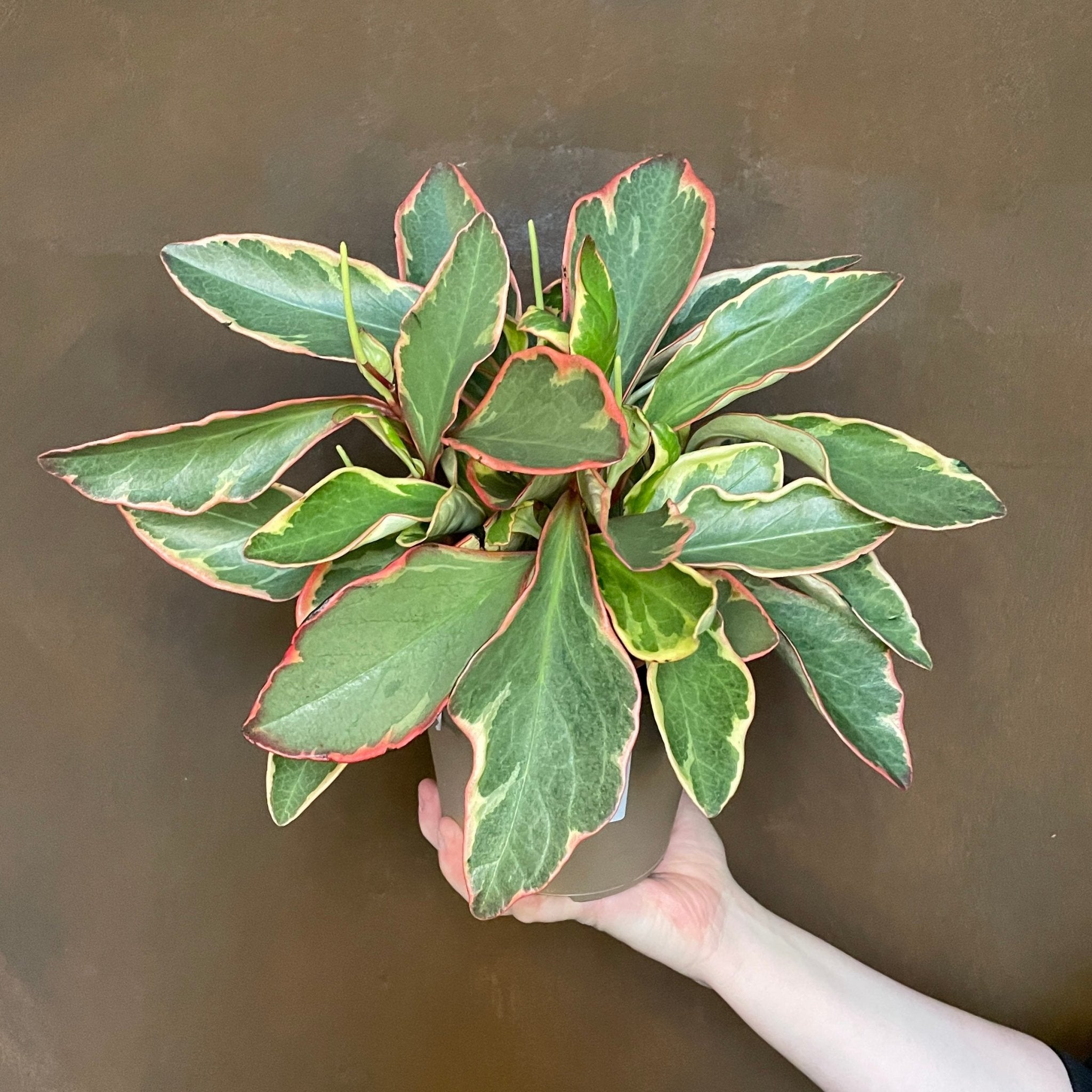 Peperomia clusiifolia ‘Ginny’ - grow urban. UK