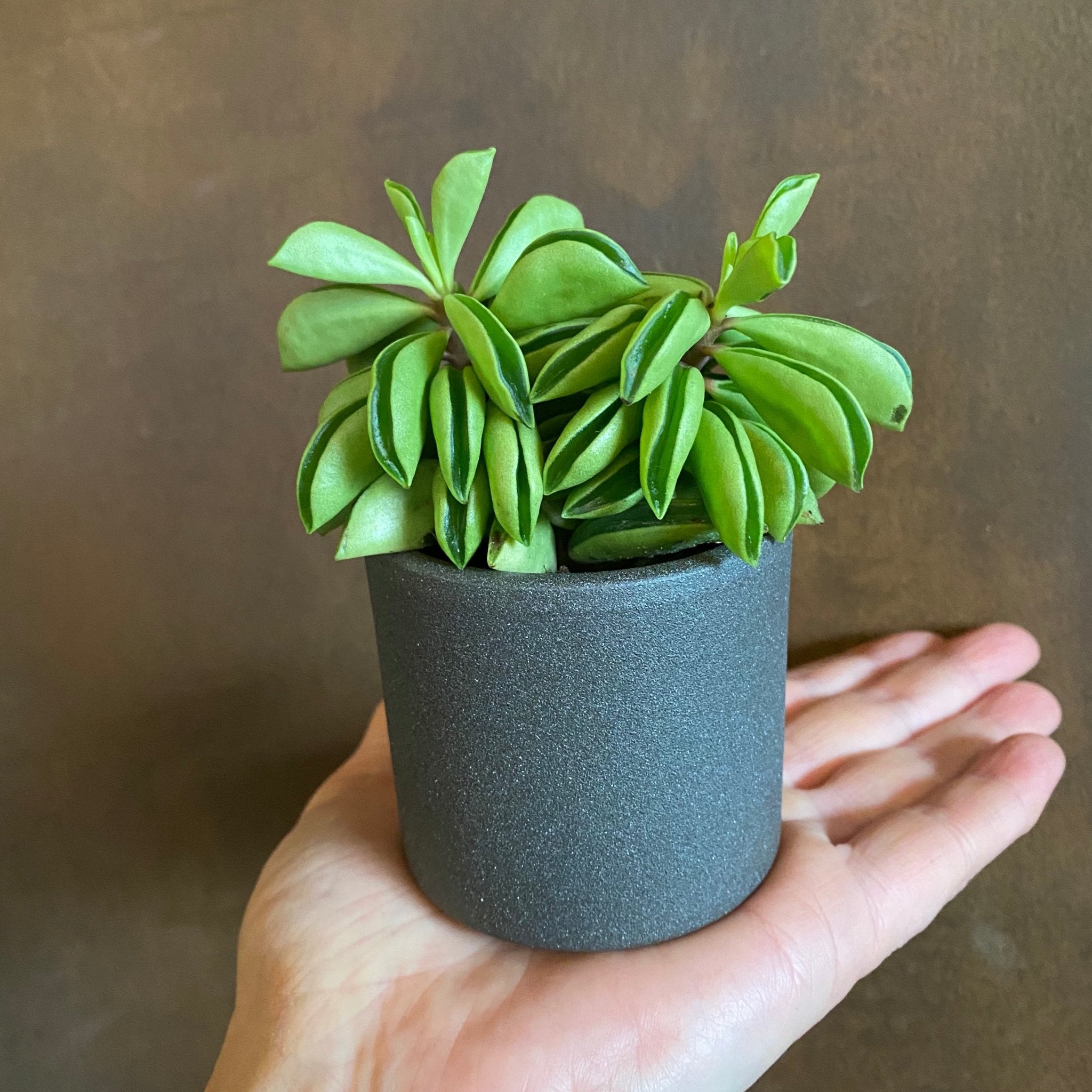 Peperomia 'Fire Sparks' - grow urban. UK