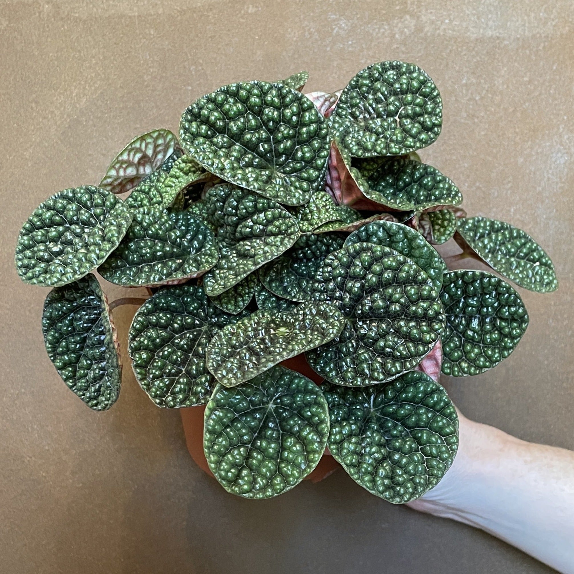 Peperomia 'Green Bubble'