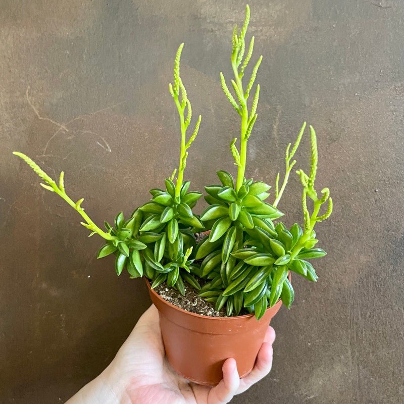 Peperomia 'Happy Bean’ (10.5cm pot) - grow urban. UK