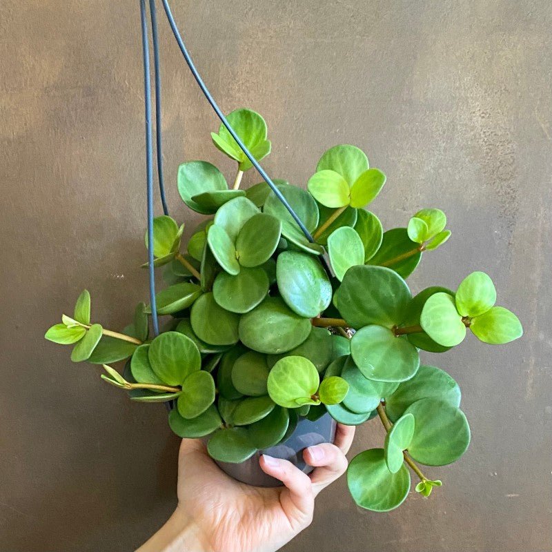 peperomia hope hanging plant Peperomia 'Hope' | Trailing Hanging Houseplant