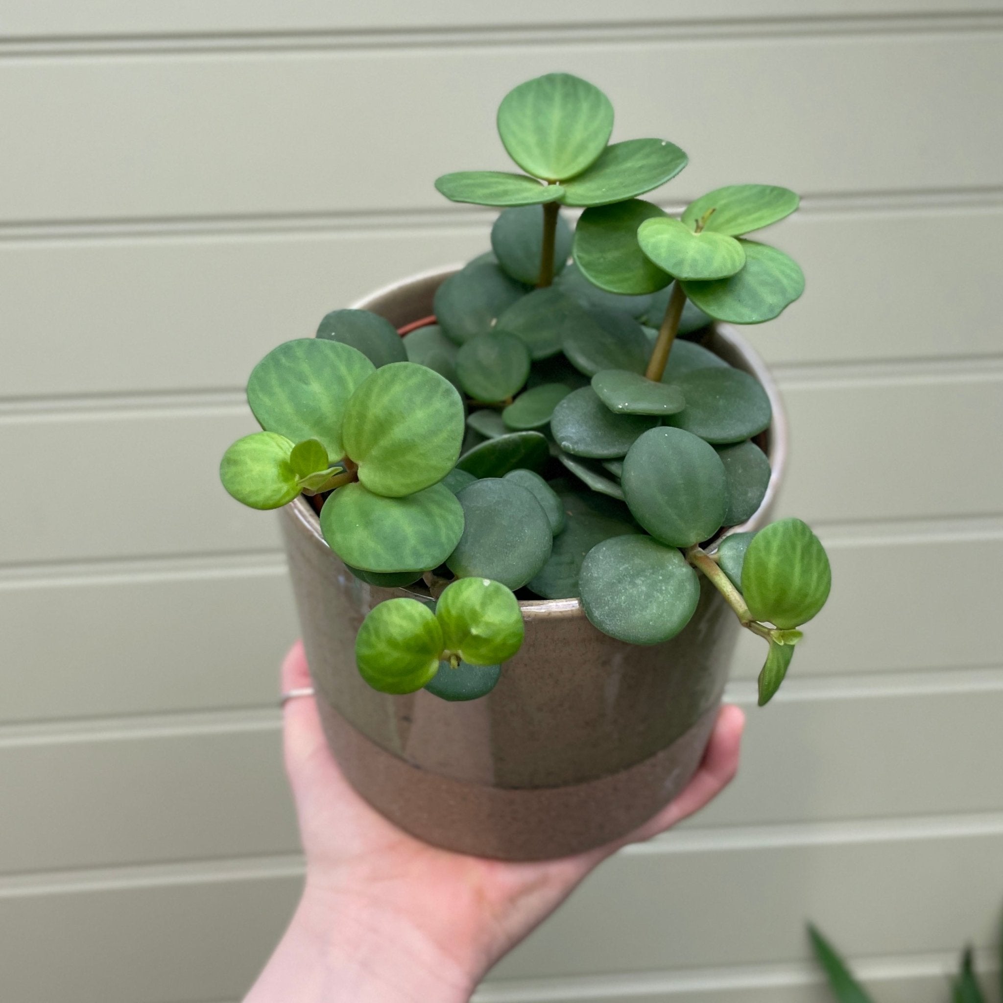 Peperomia ‘Hope’ - grow urban. UK