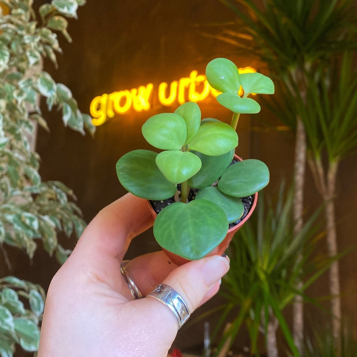 Peperomia ‘Hope’ (mini) - grow urban. UK