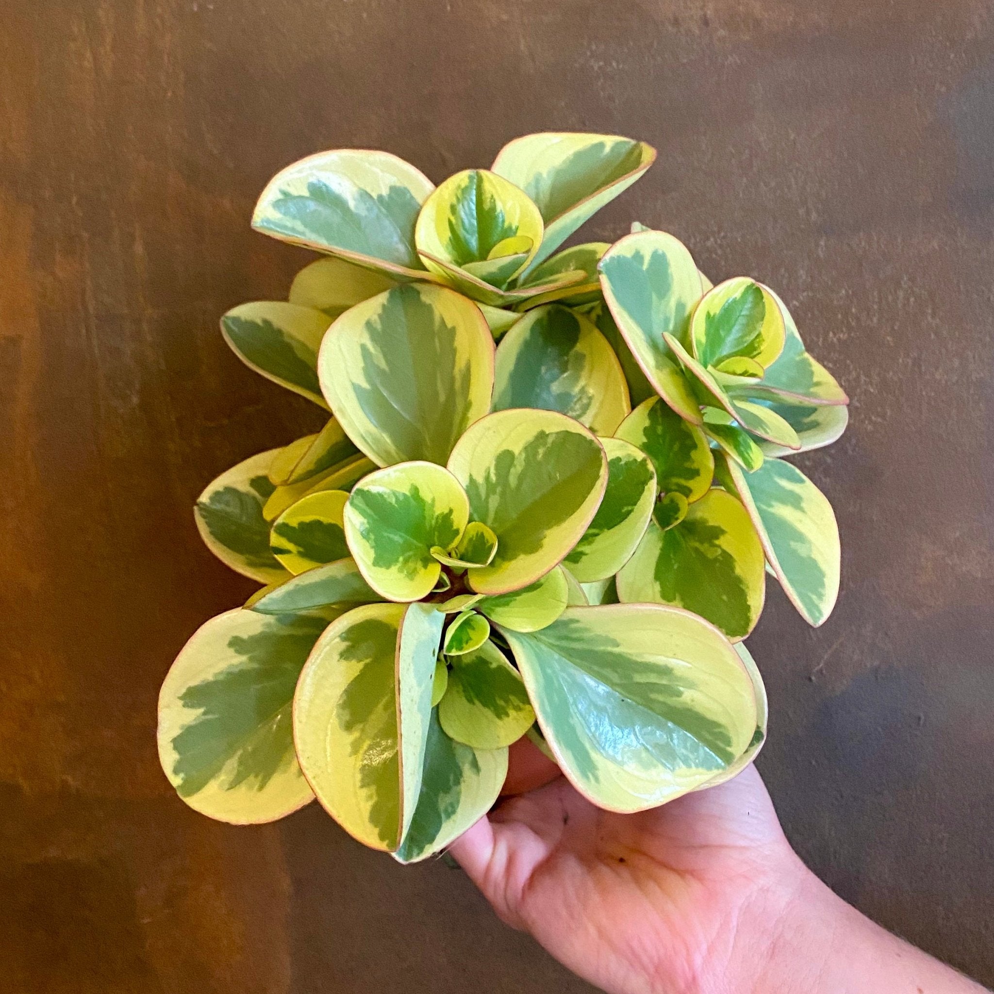 Peperomia ‘Obtipan Bicolor’ - grow urban. UK