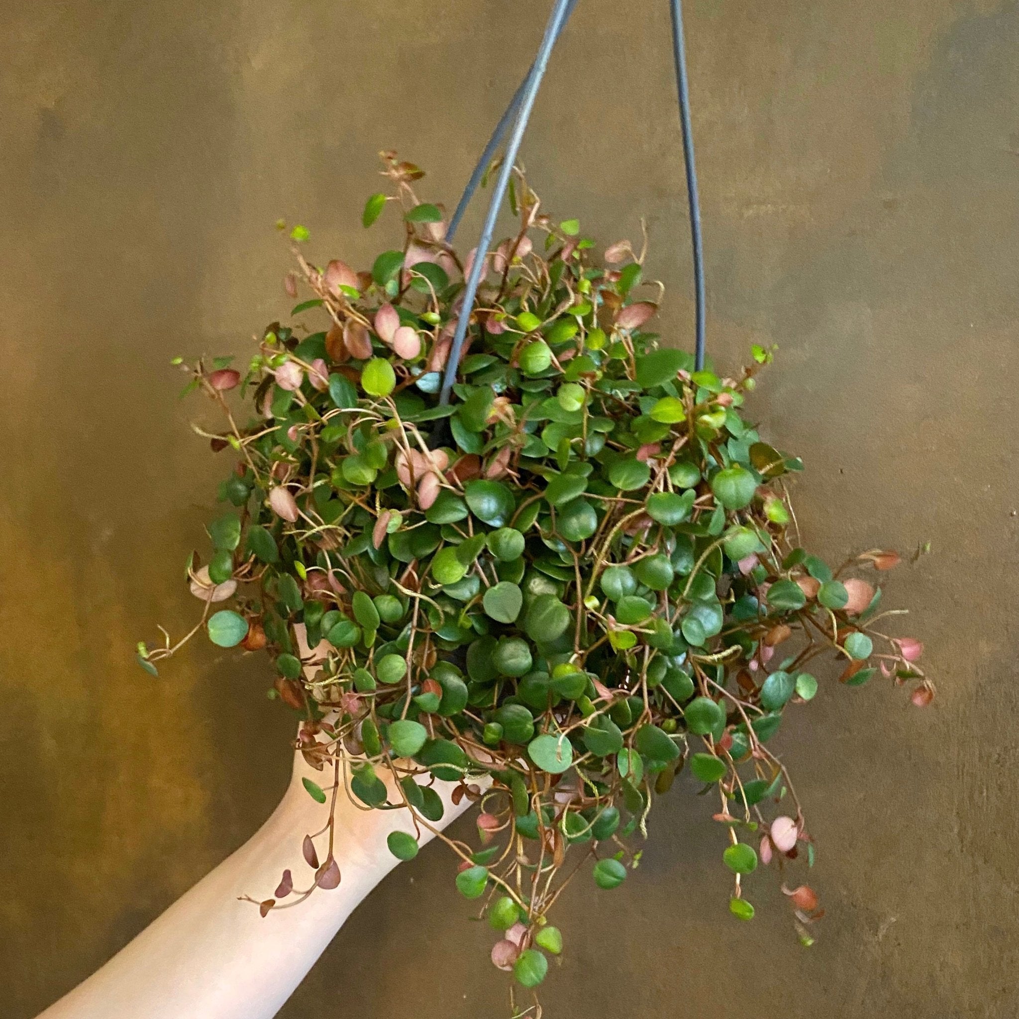 Peperomia ‘Pepperspot’ (hangpot) - grow urban. UK