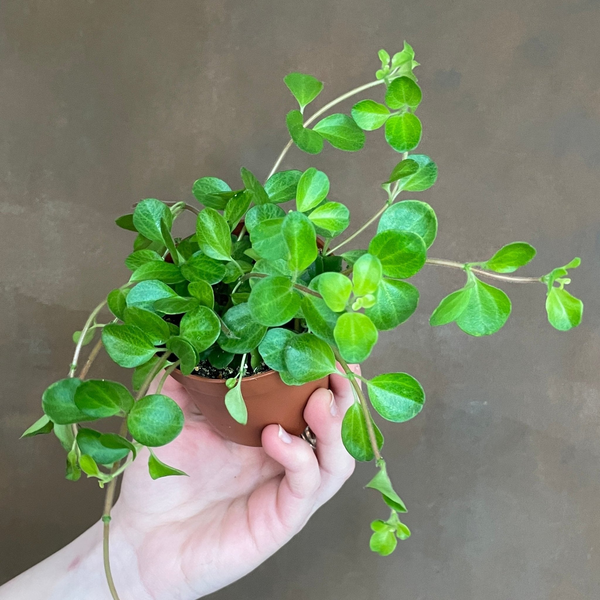 Peperomia Rotundifolia 8 5cm Pot Grow Urban Edinburgh Peperomia Rotundifolia 8 5cm Pot Grow Urban Edinburgh