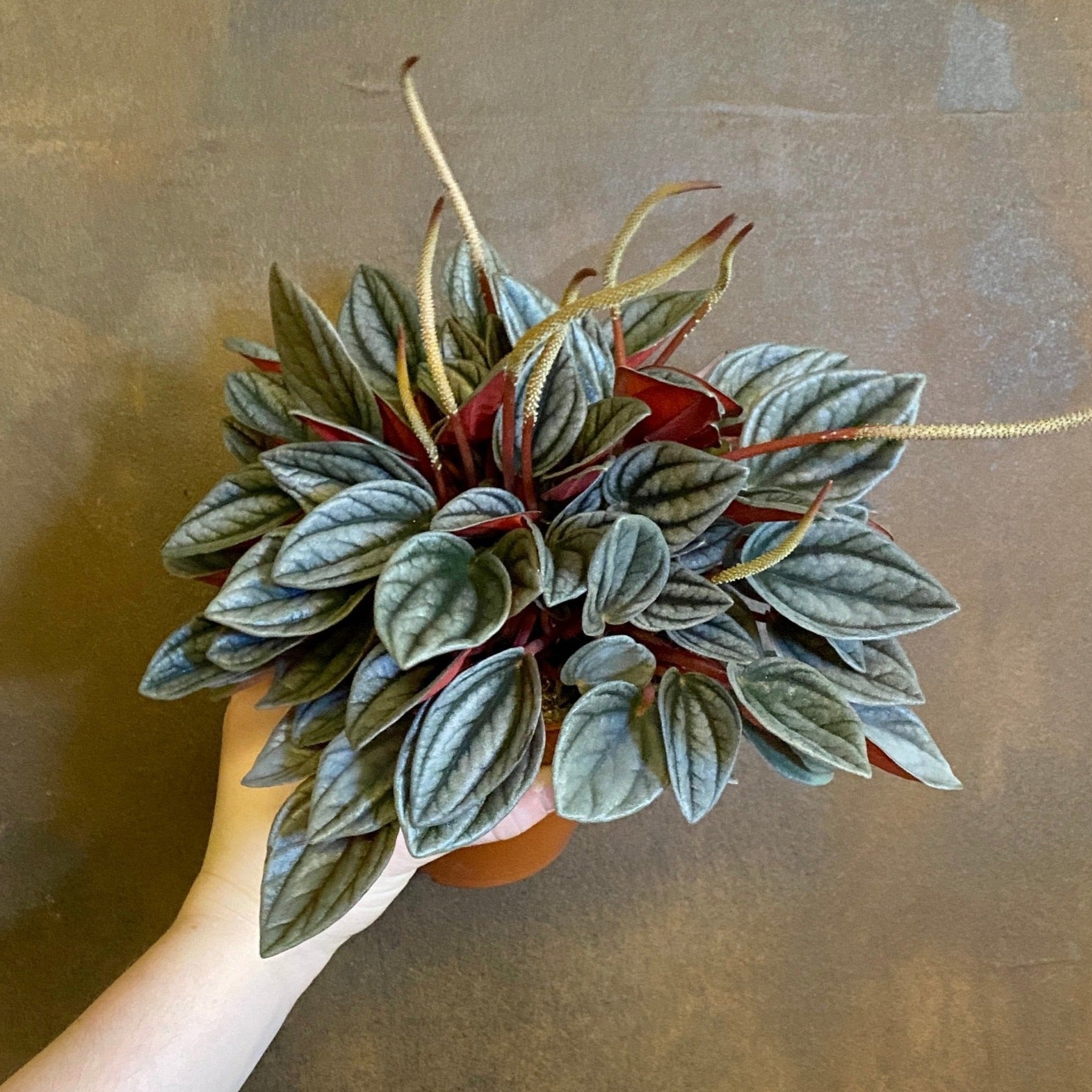 Peperomia ‘Santorini’ - grow urban. UK