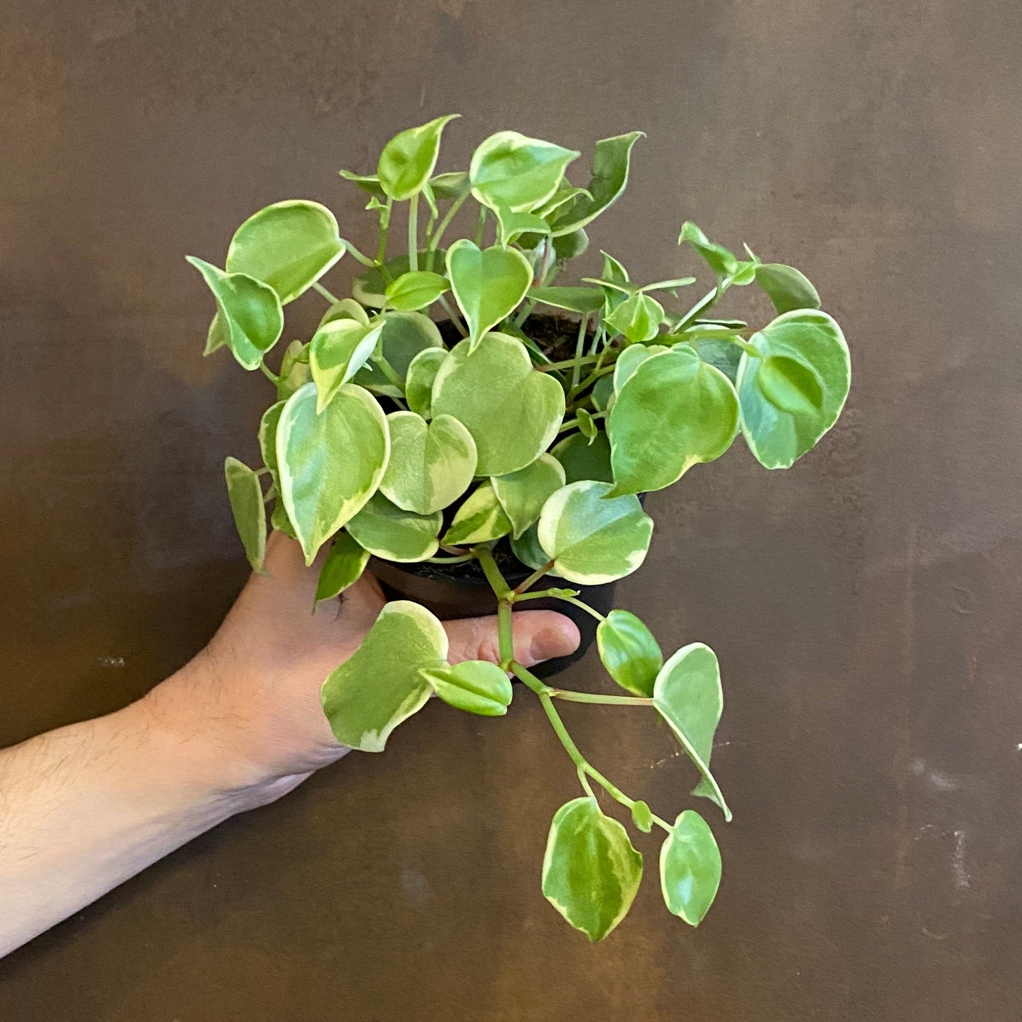 Peperomia scandens ‘Variegata’ - grow urban. UK