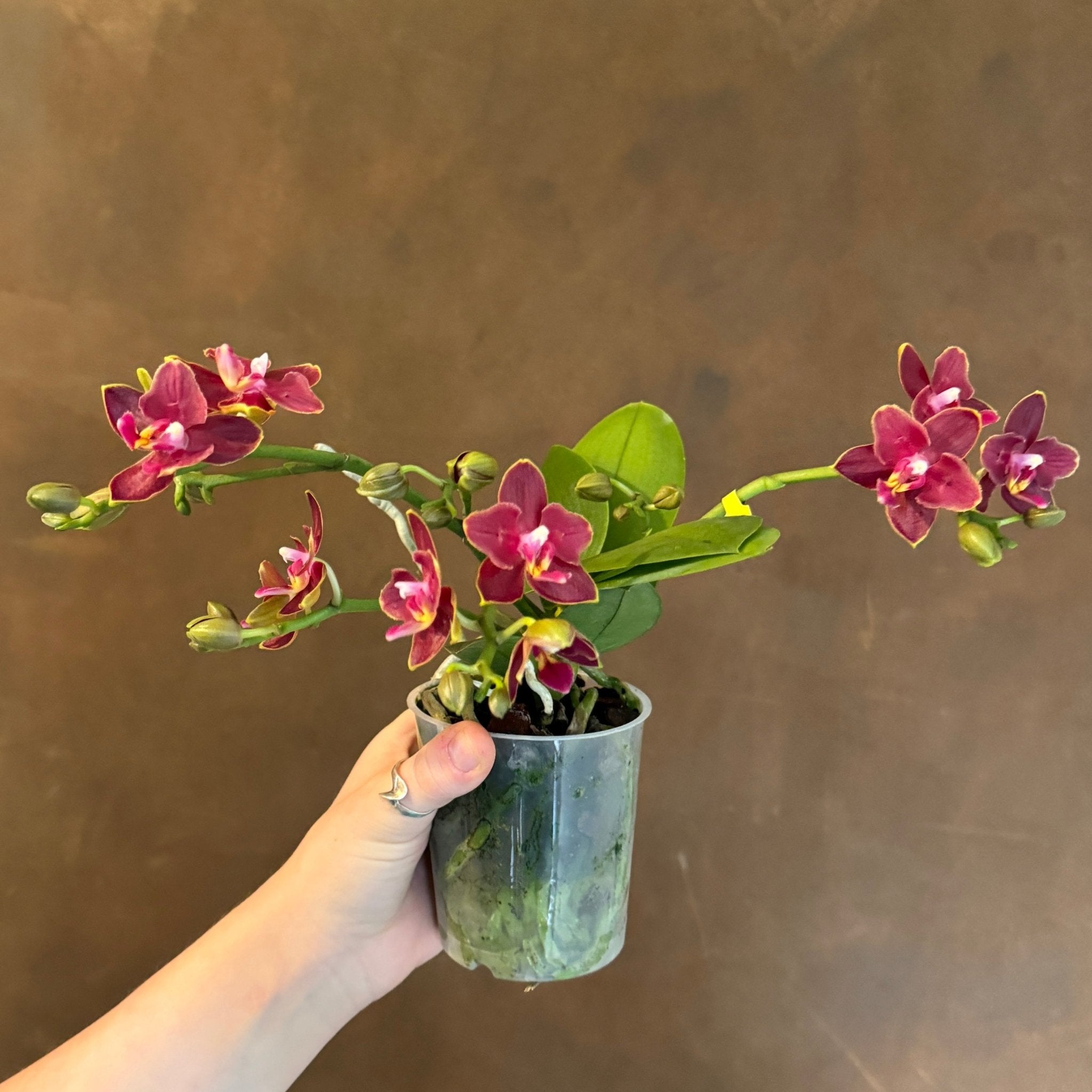 Phalaenopsis 'Artisto Neo' - grow urban. UK