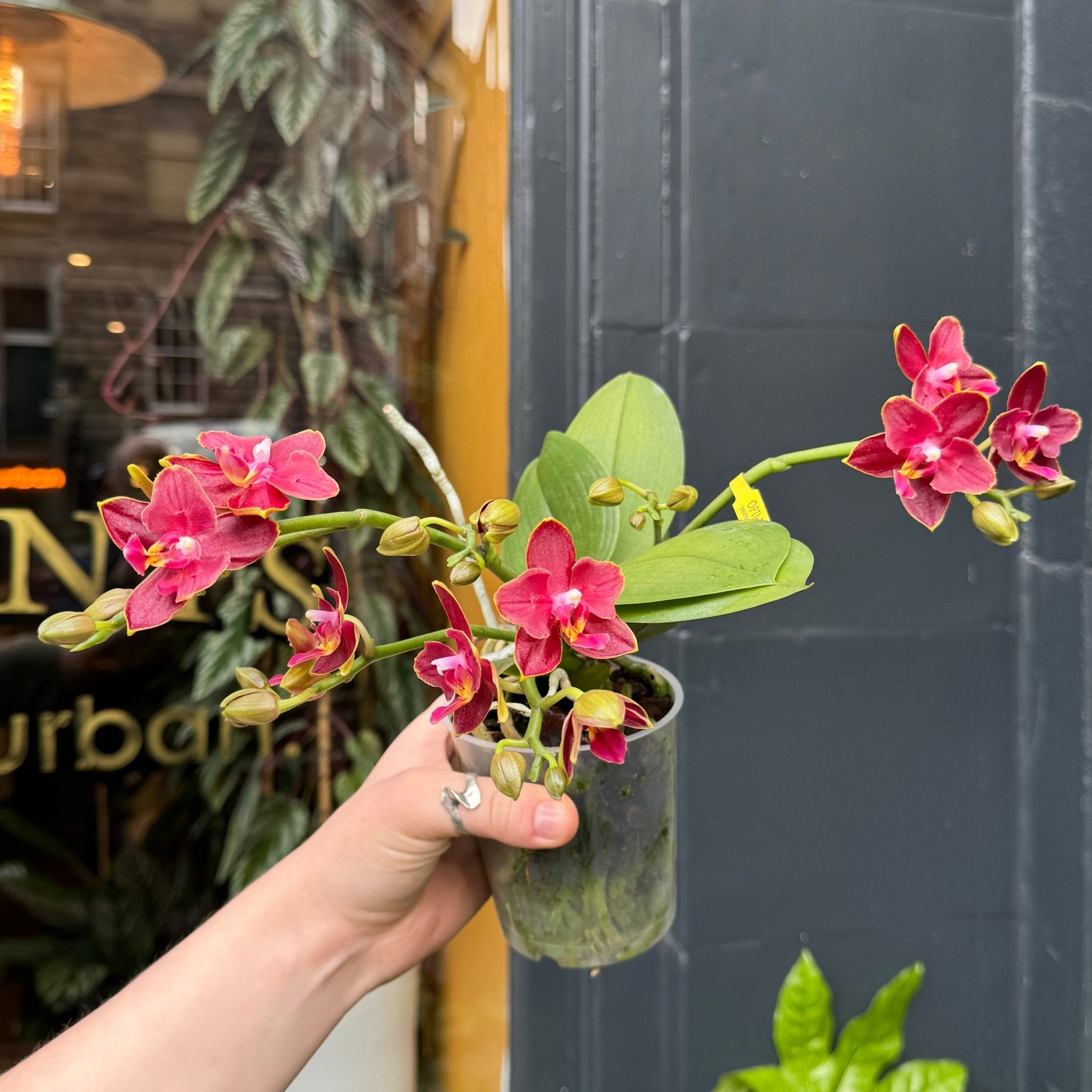Phalaenopsis 'Artisto Neo' - grow urban. UK