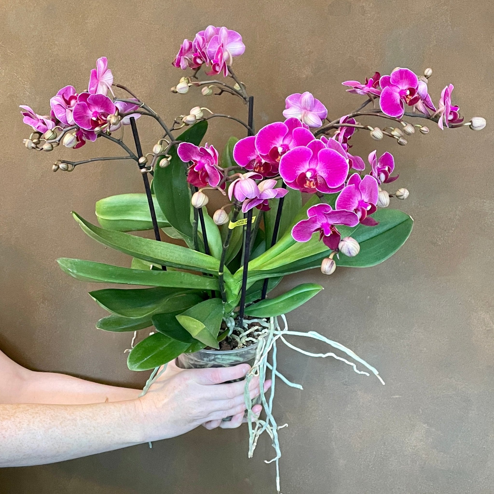 Phalaenopsis ‘Bellissimo Amore’ - grow urban. UK