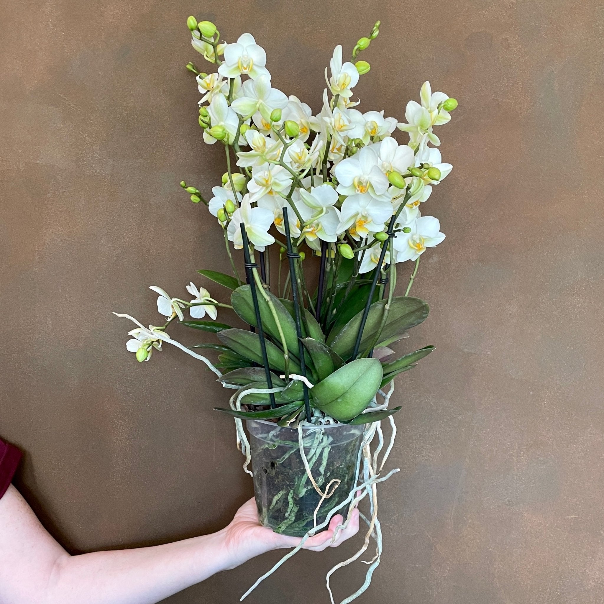 Phalaenopsis ‘Bellissimo Bella’ - grow urban. UK