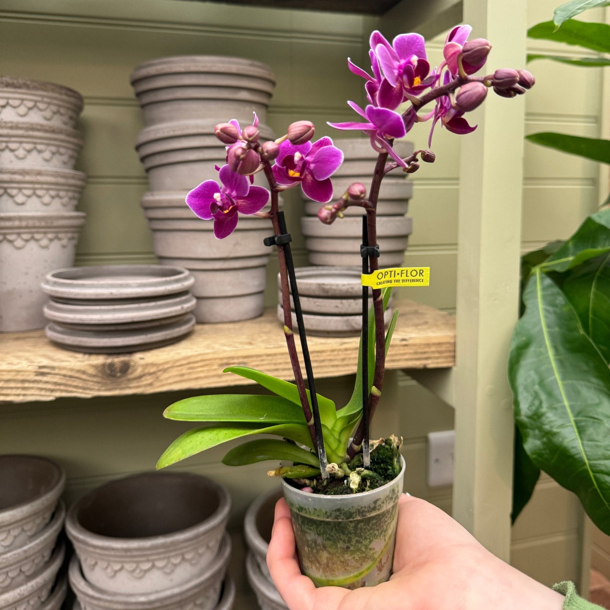 Phalaenopsis ‘Julia' - grow urban. UK