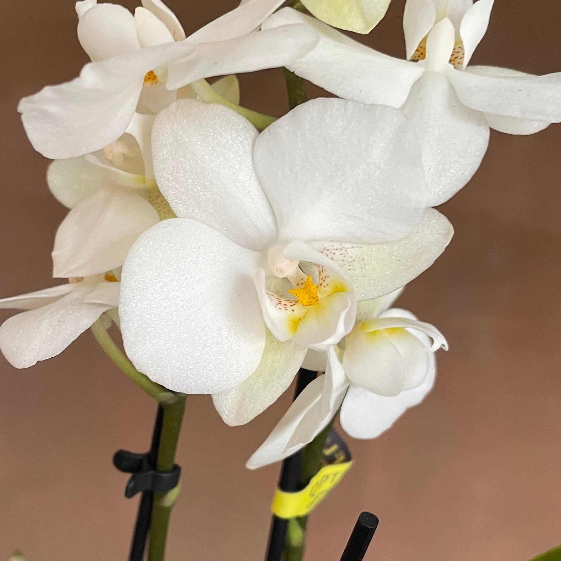 Phalaenopsis ‘Noor' - grow urban. UK