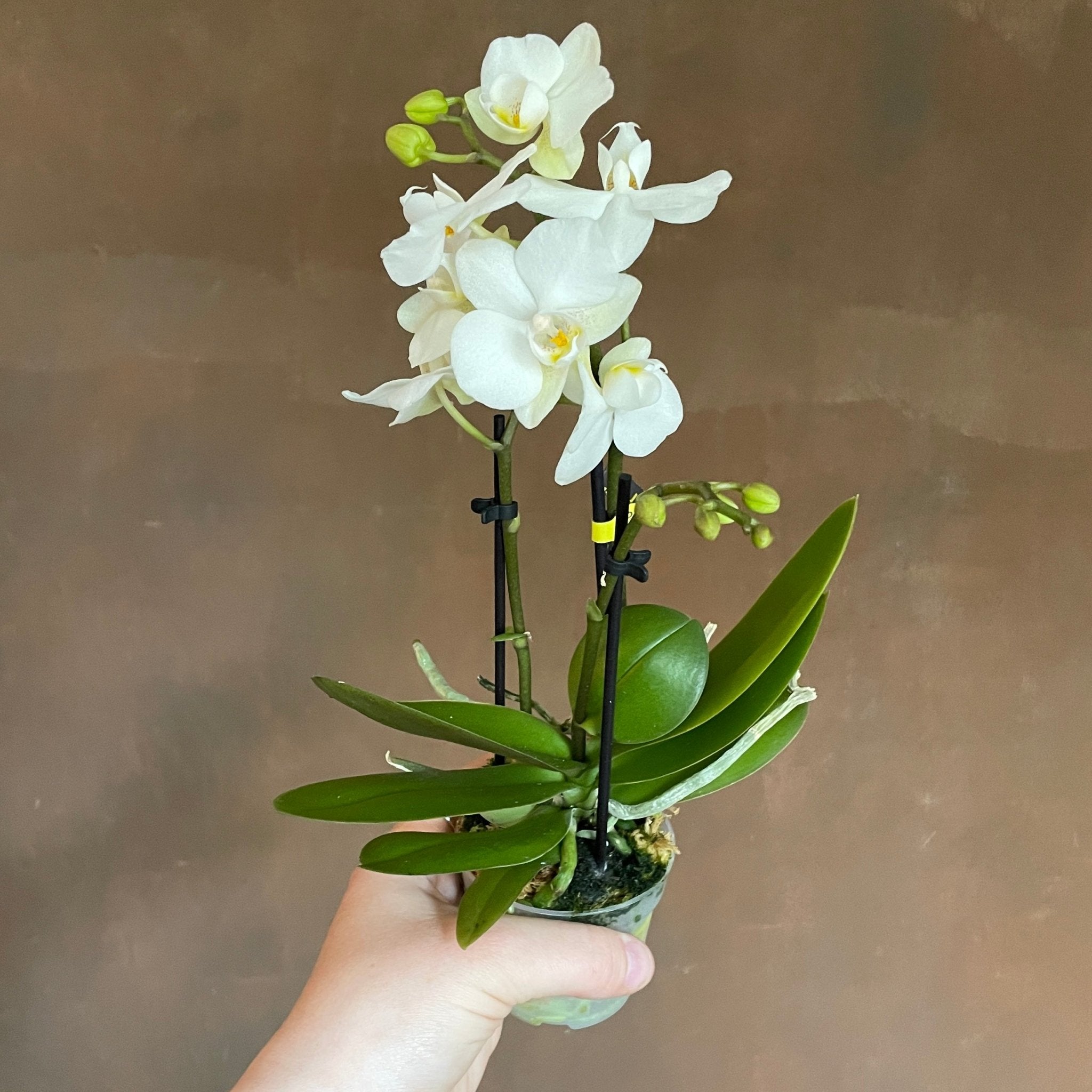 Phalaenopsis ‘Noor' - grow urban. UK
