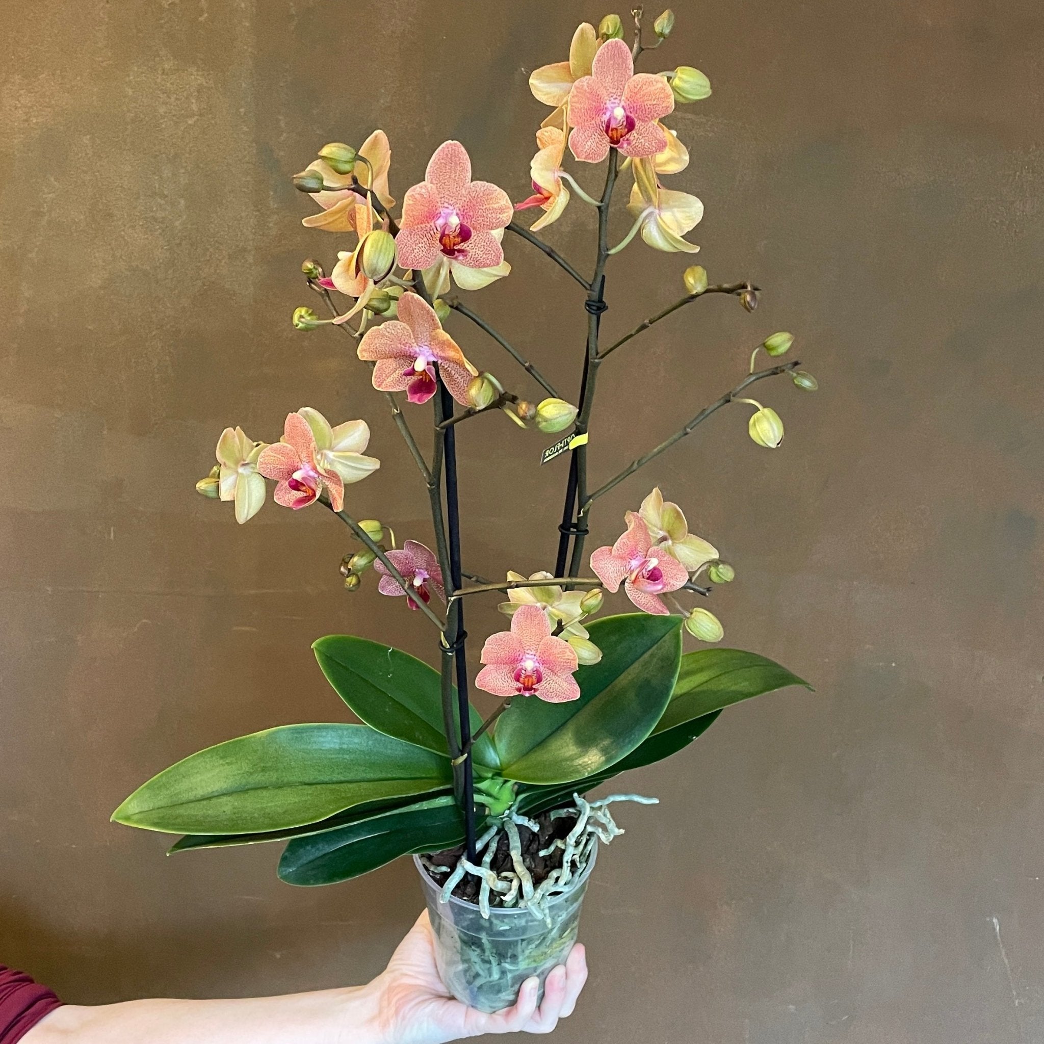 Phalaenopsis ‘Sunset Love' - grow urban. UK